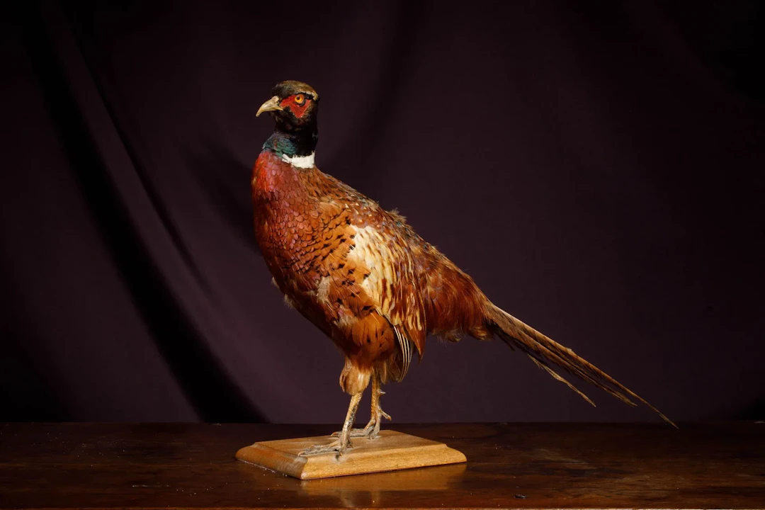 [NATURALIA] - Lot 16