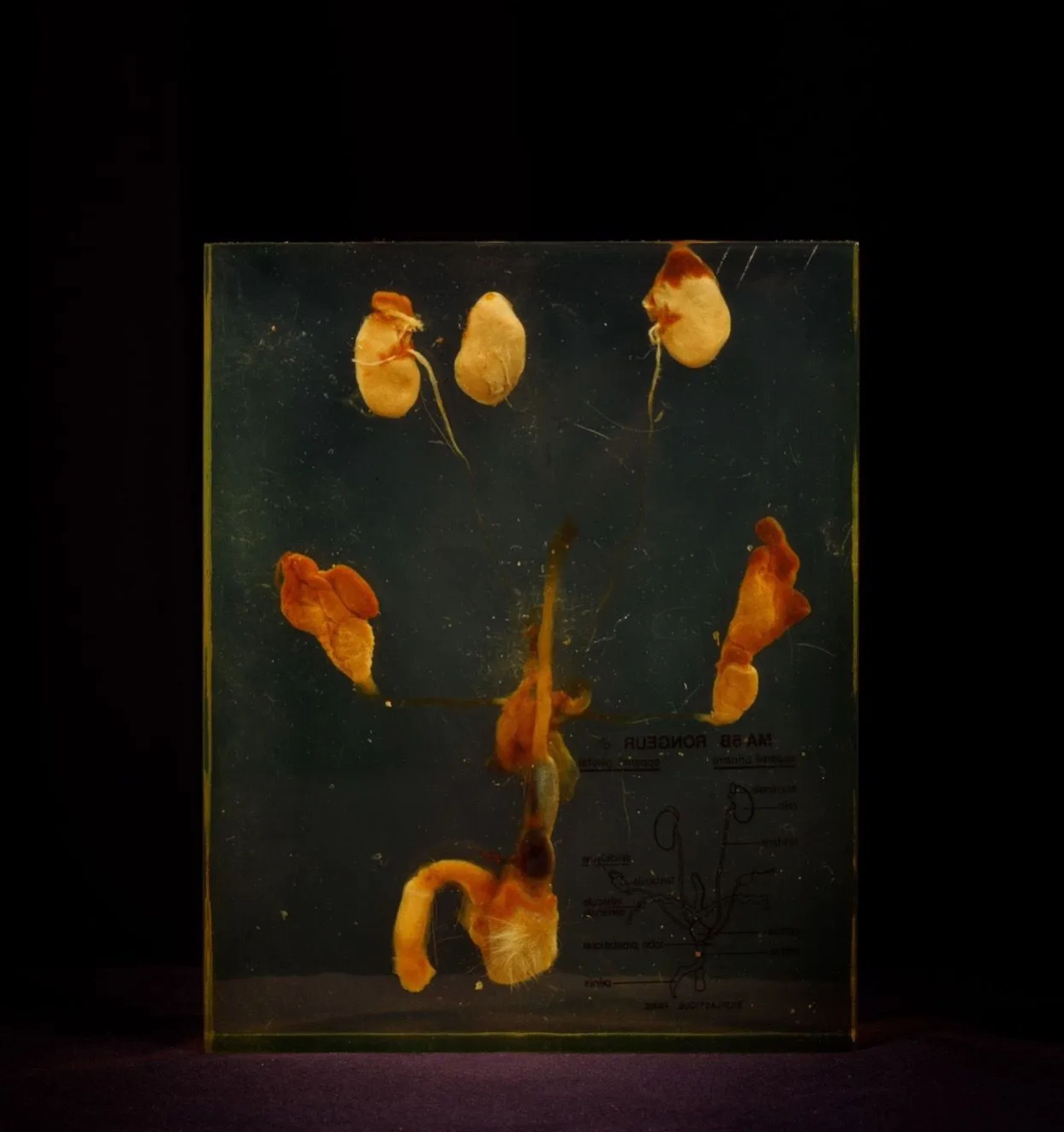 [ARTIFICIALIA] - Lot 245