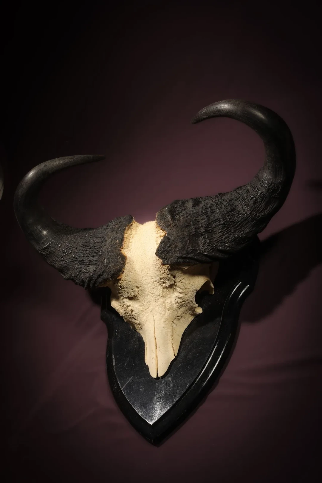 [NATURALIA] - Lot 224
