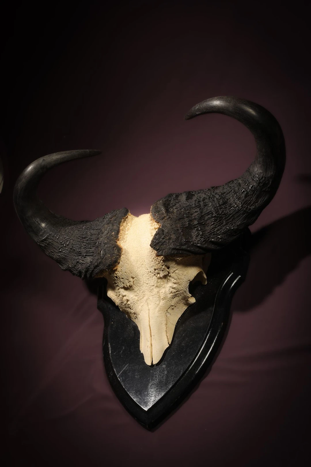 [NATURALIA] - Lot 224