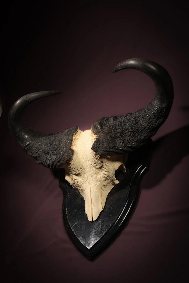 [NATURALIA] - Lot 224