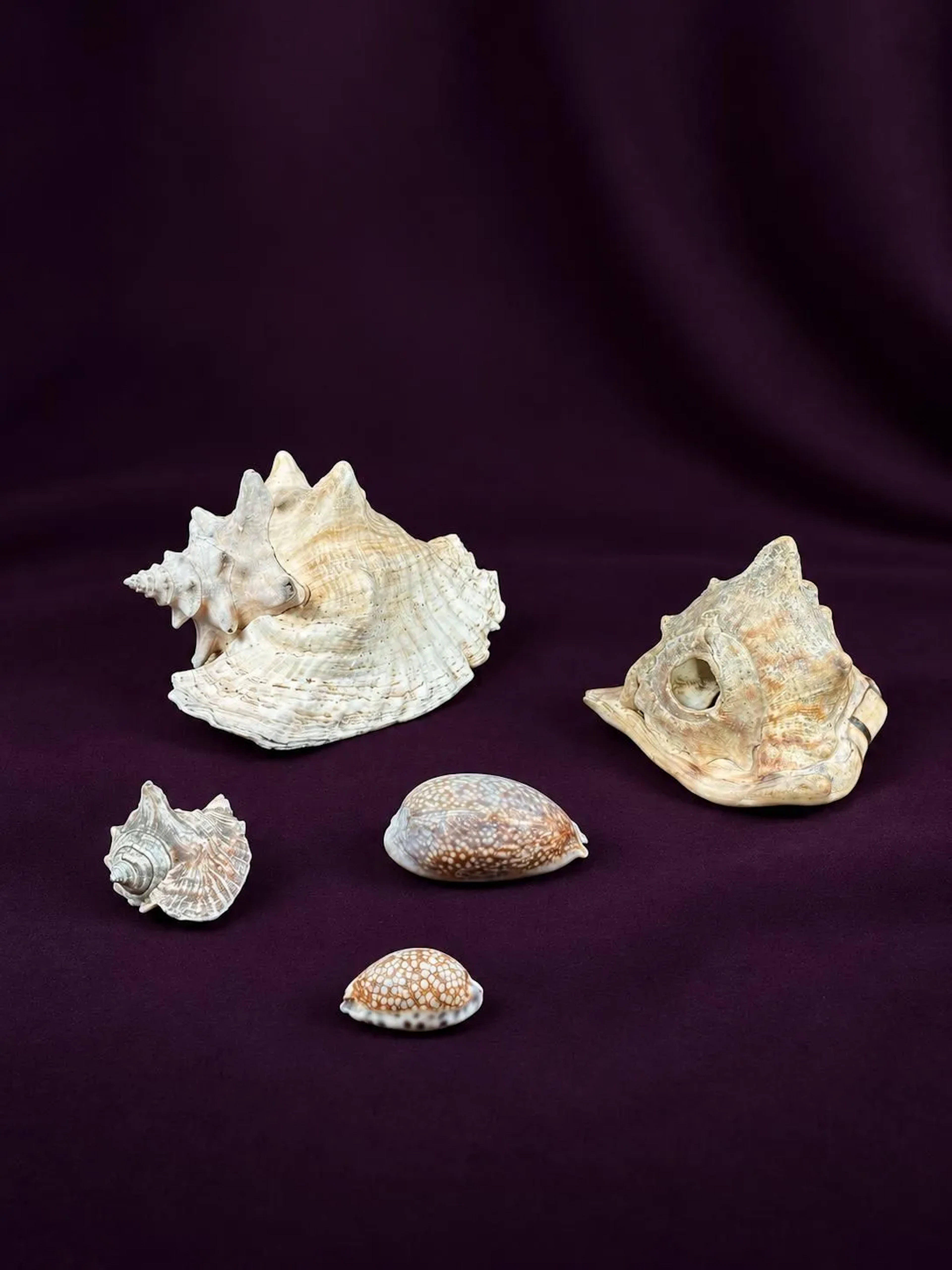 [NATURALIA] - Lot 8