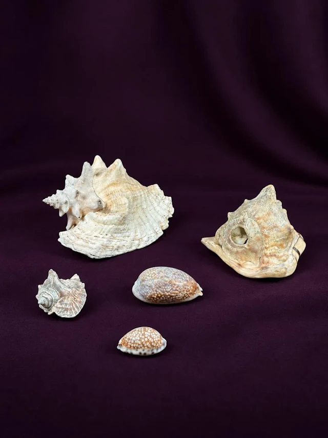 [NATURALIA] - Lot 8