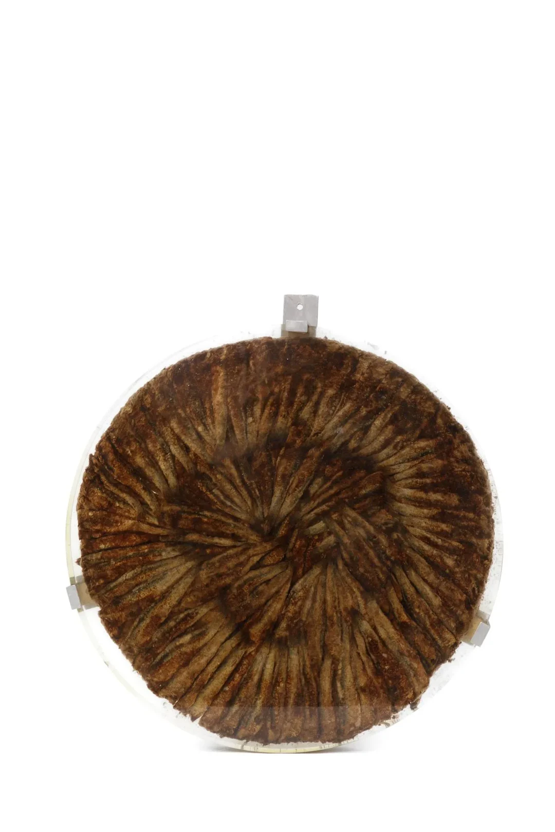 [ARTIFICIALIA] - Lot 128
