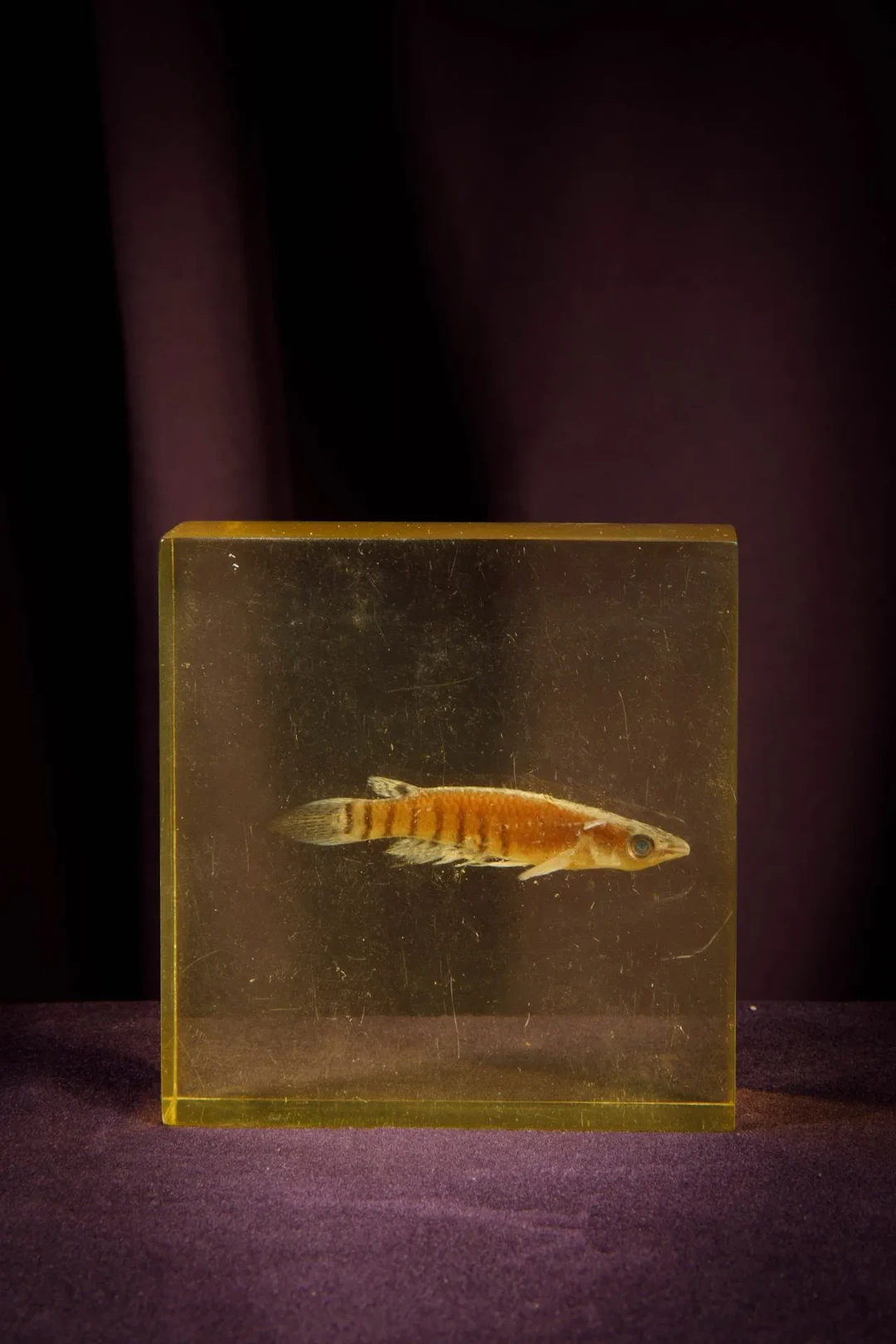 [ARTIFICIALIA] - Lot 144