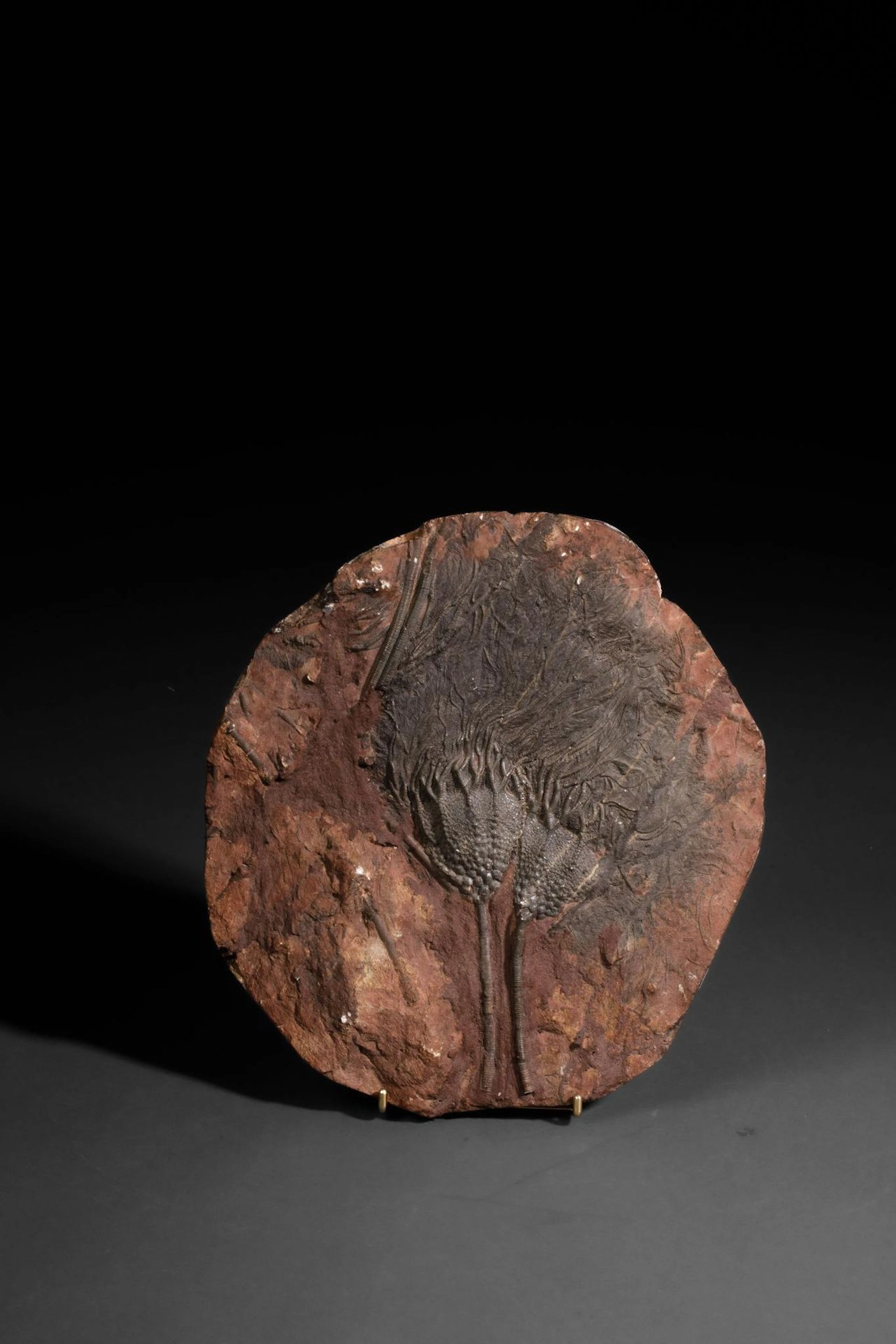 Collectible Fossil - Lot 296