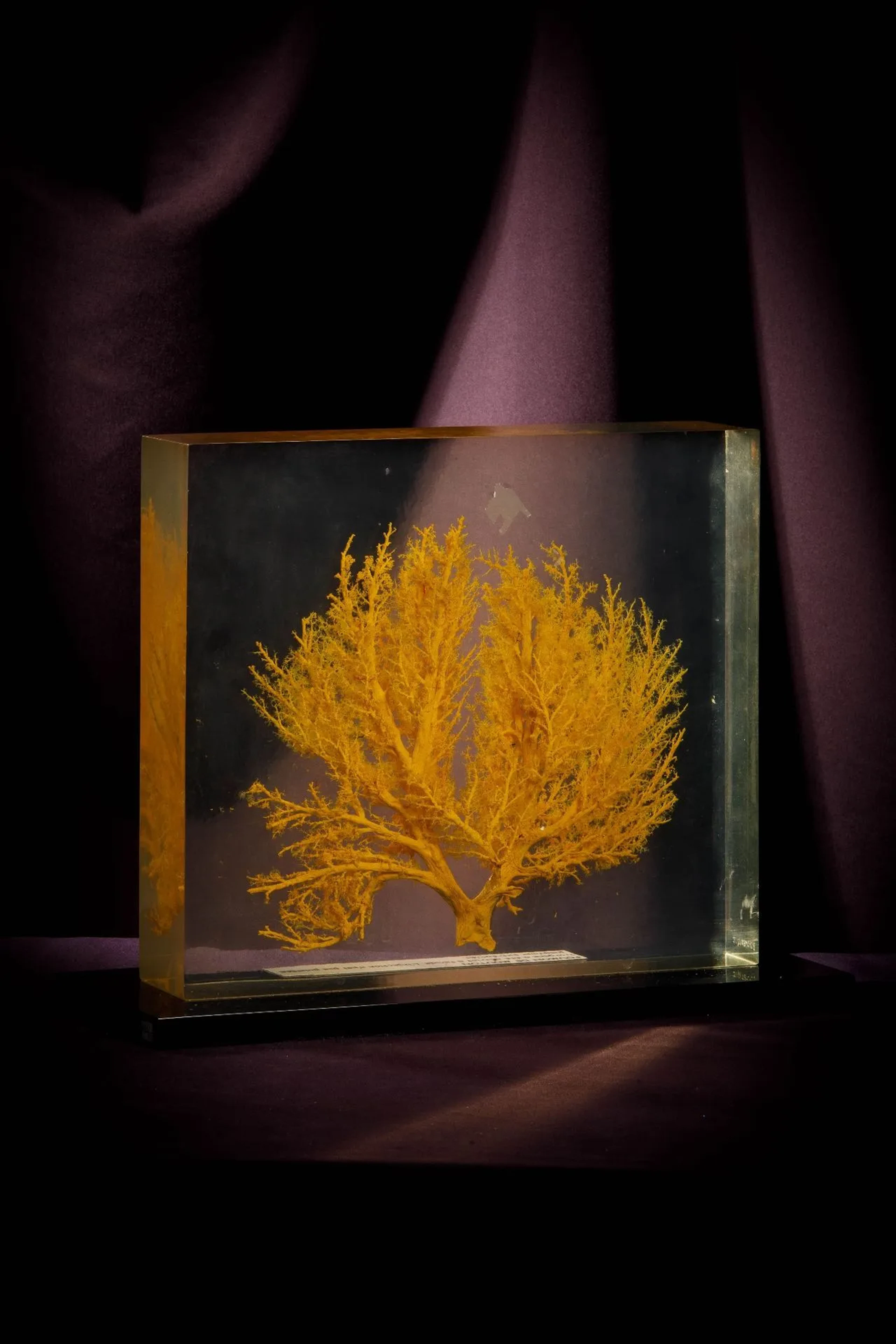 [ARTIFICIALIA] - Lot 250