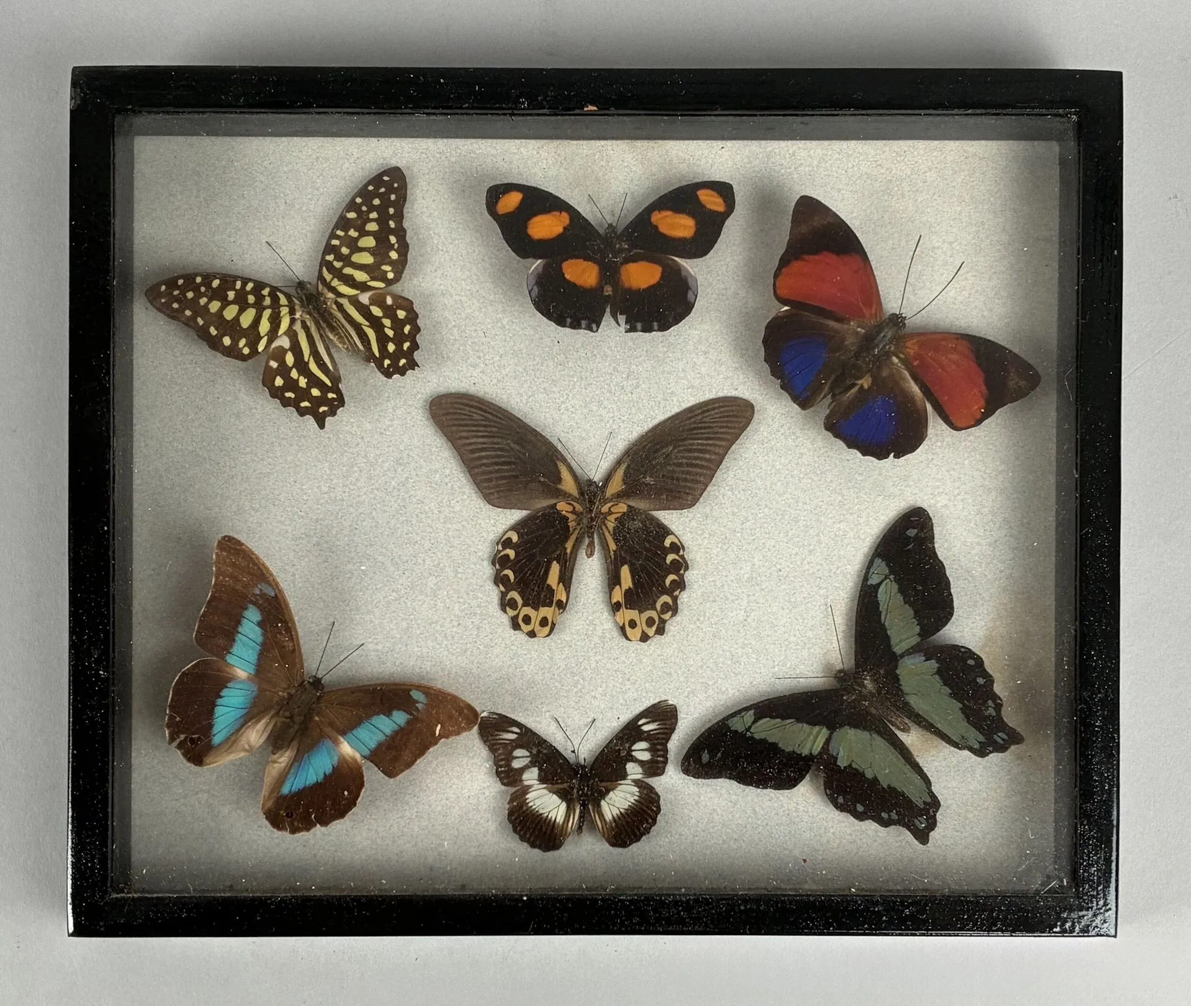 NATURALIA - Lot 343