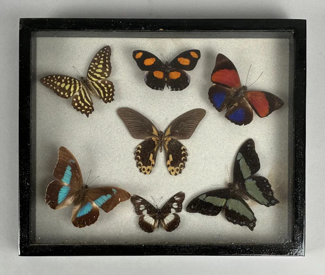 NATURALIA - Lot 343