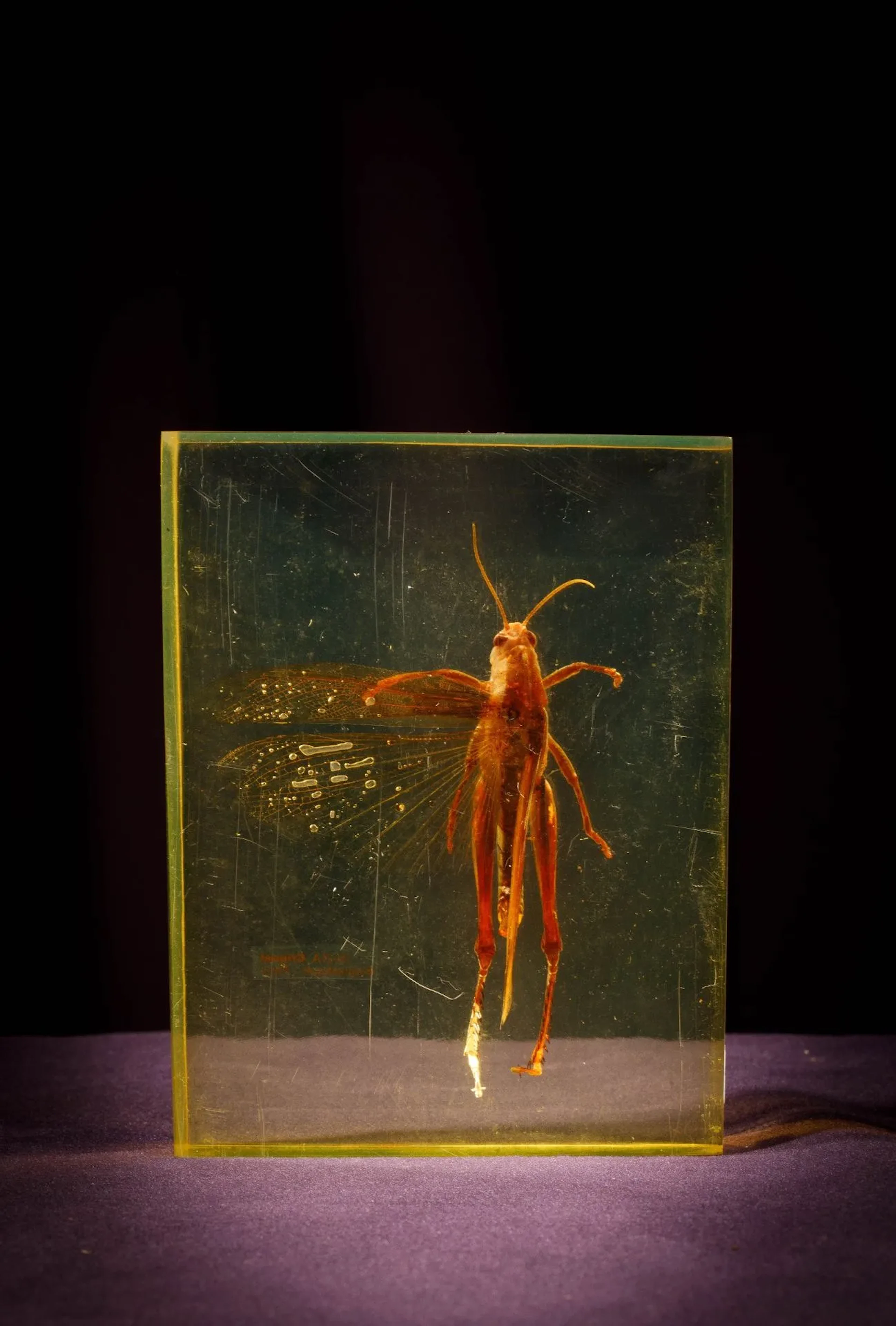 [ARTIFICIALIA] - Lot 205
