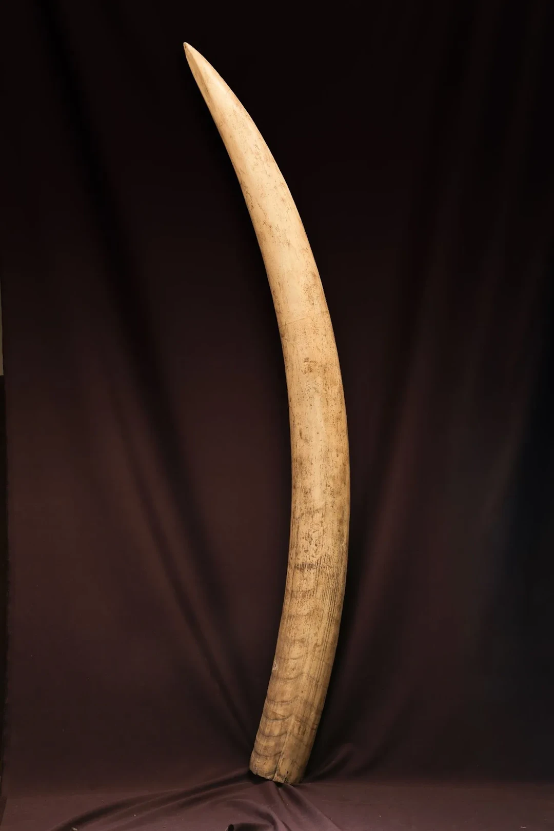 [ARTIFICIALIA] - Lot 251