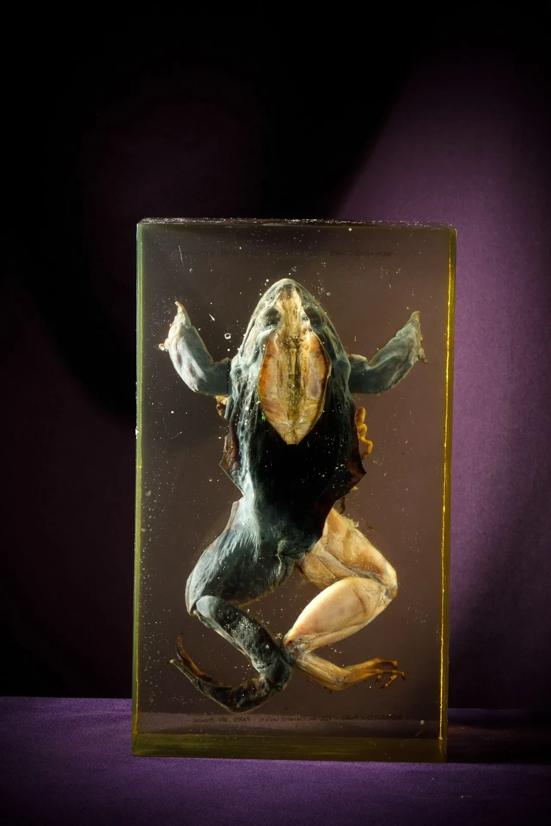 [ARTIFICIALIA] - Lot 217
