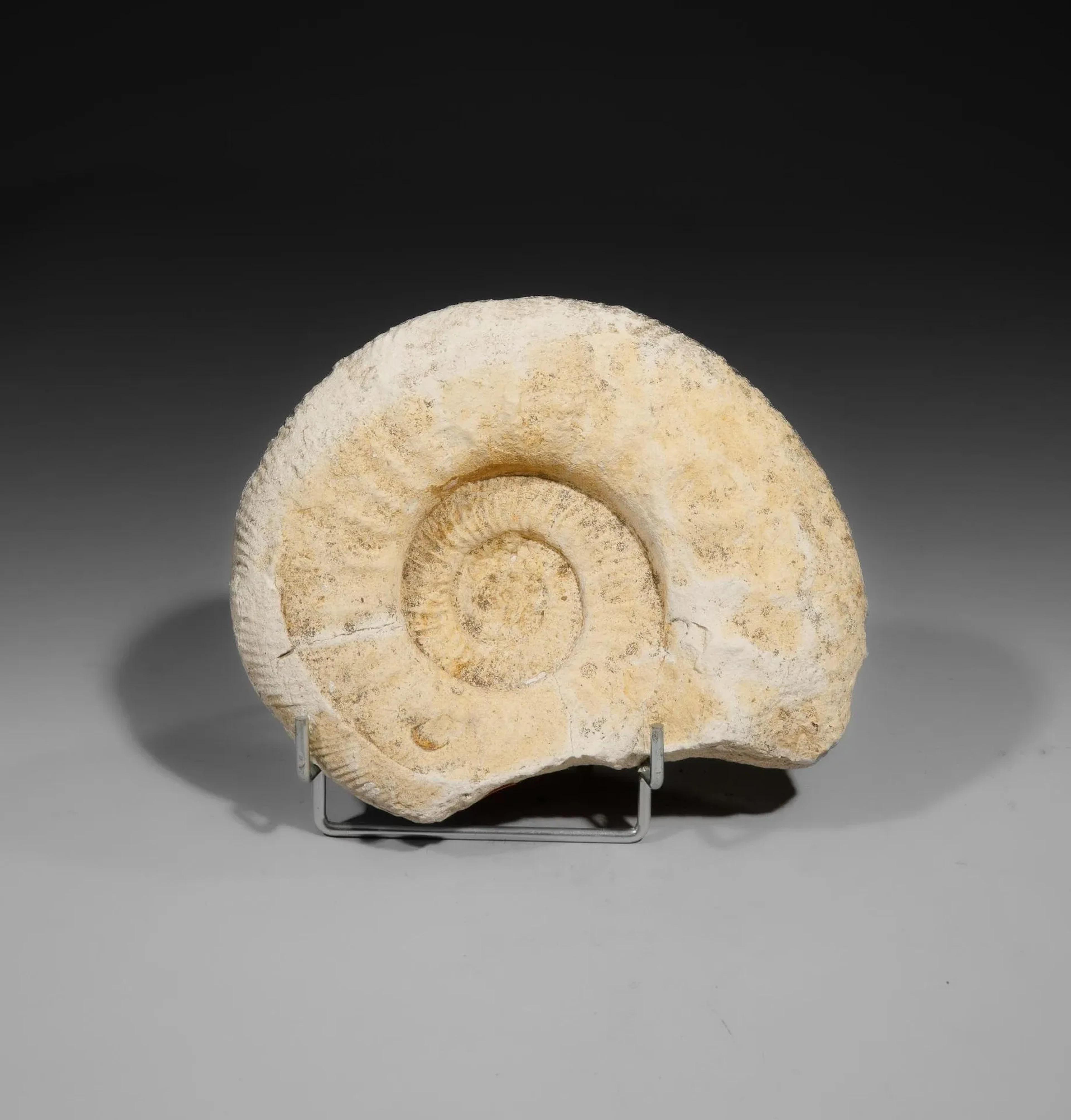 1 White Ammonite, mounted on a standard base - Lot 10