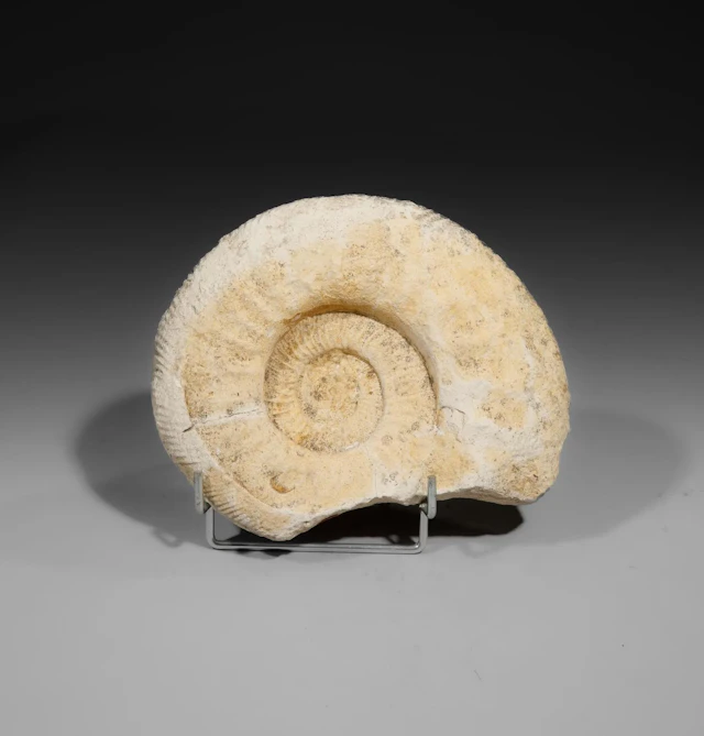 1 White Ammonite, mounted on a standard base - Lot 10
