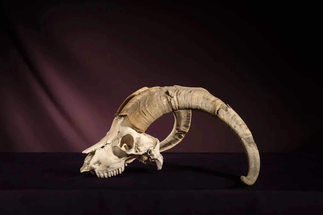 [NATURALIA] - Lot 14