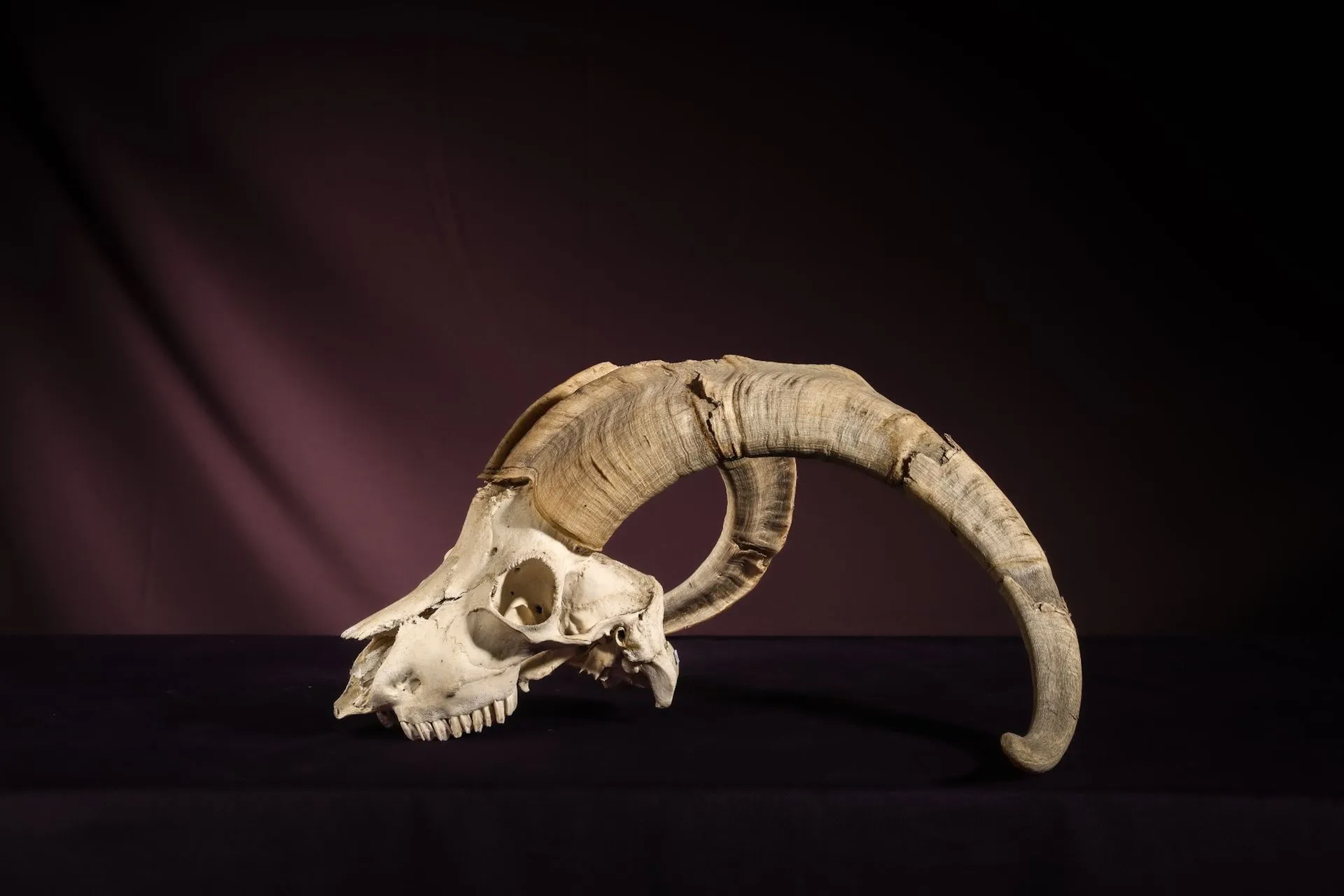 [NATURALIA] - Lot 14