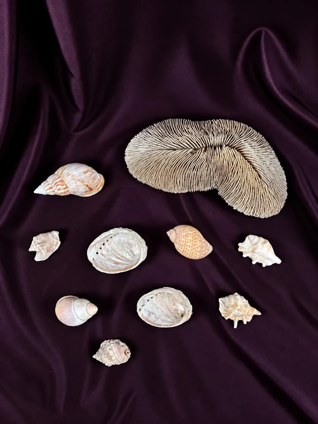 [NATURALIA] - Lot 5