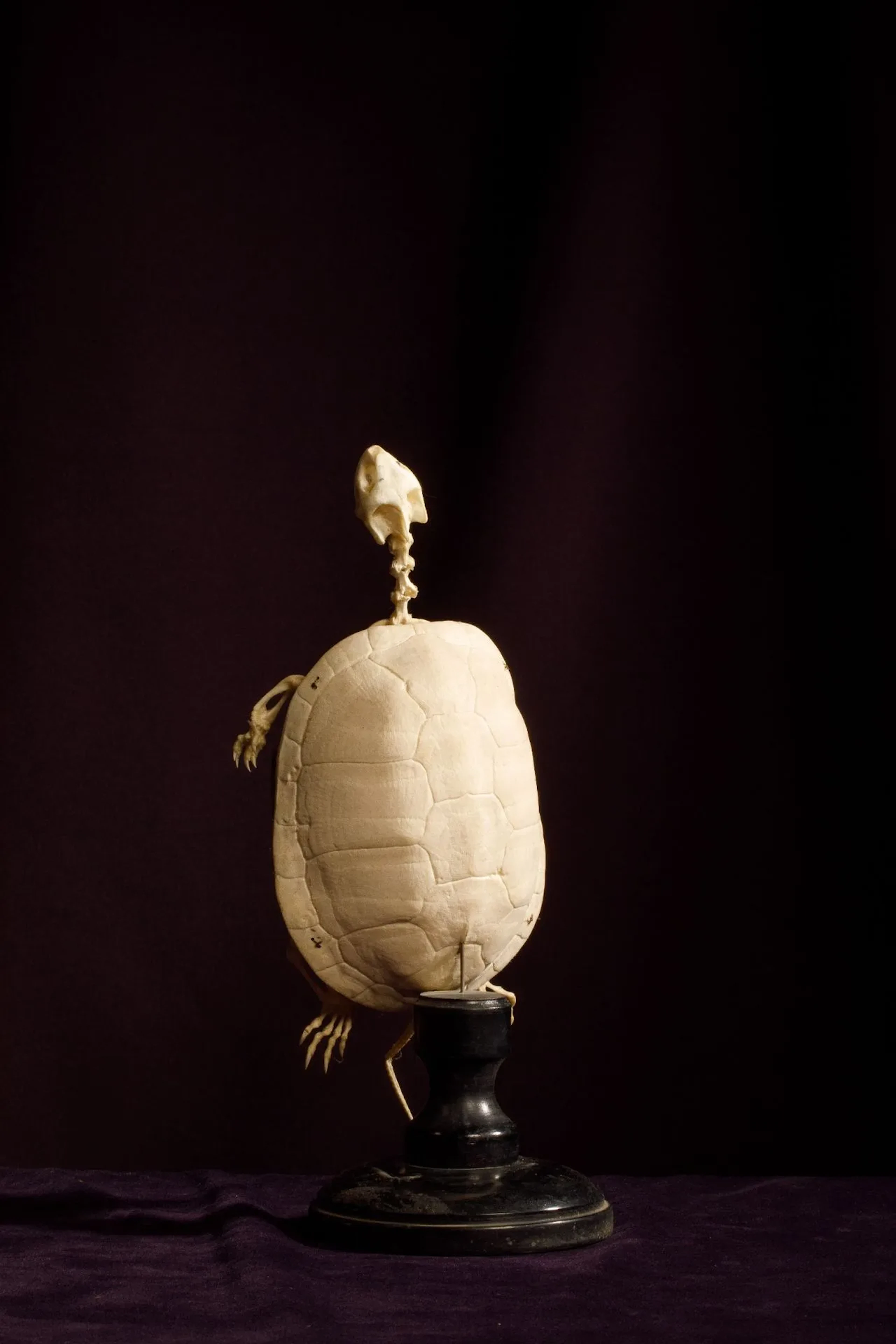 [ARTIFICIALIA] - Lot 220