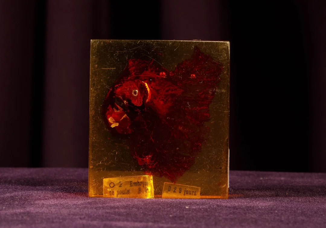 [ARTIFICIALIA] - Lot 243