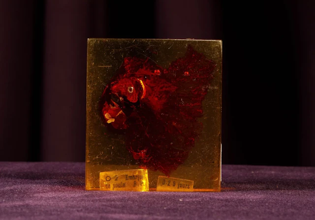 [ARTIFICIALIA] - Lot 243