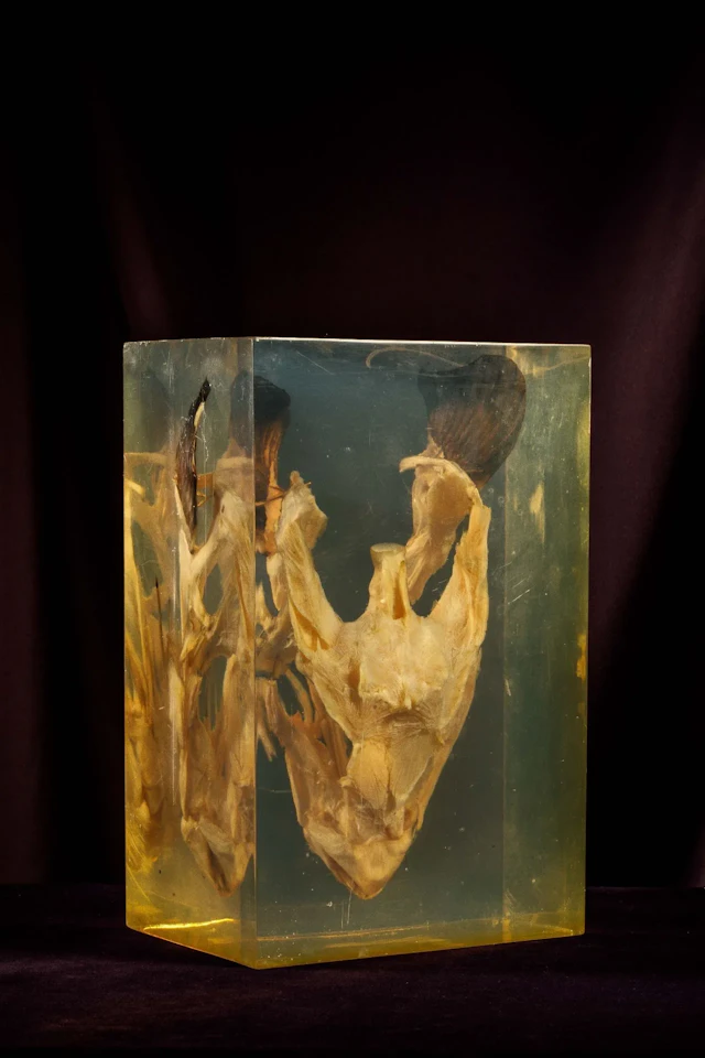 [ARTIFICIALIA] - Lot 25