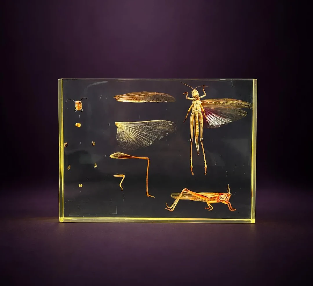 [ARTIFICIALIA] - Lot 208