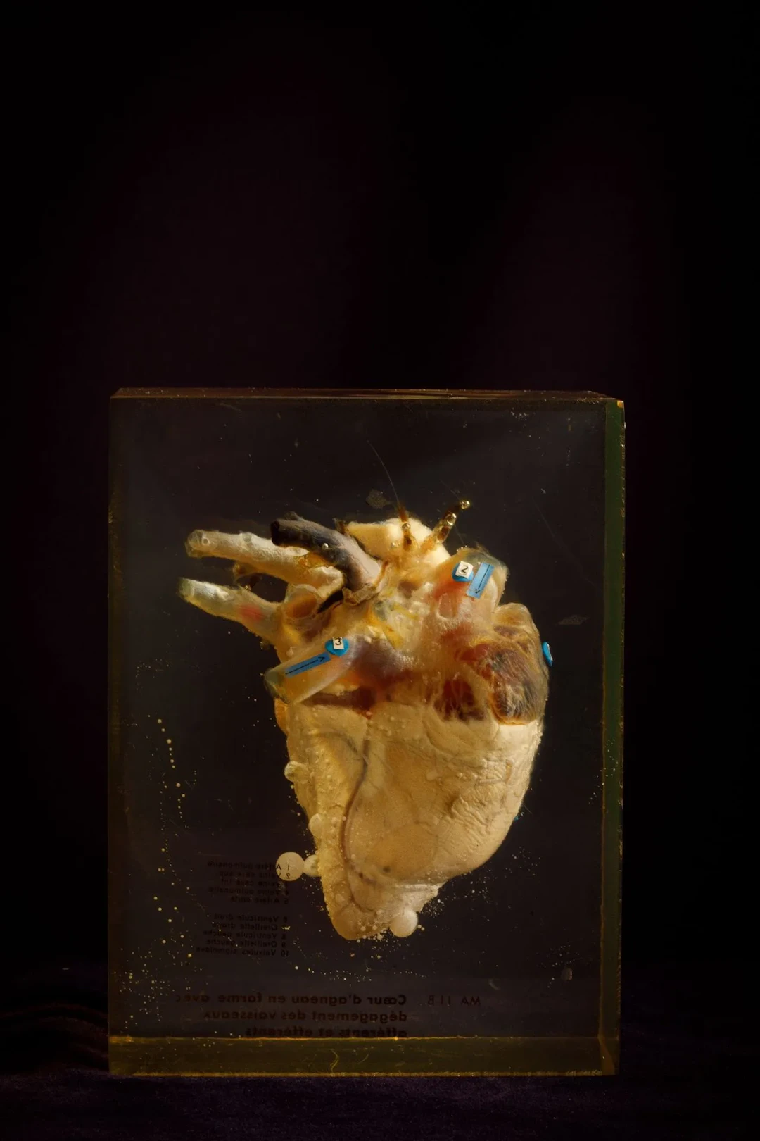 [ARTIFICIALIA] - Lot 231