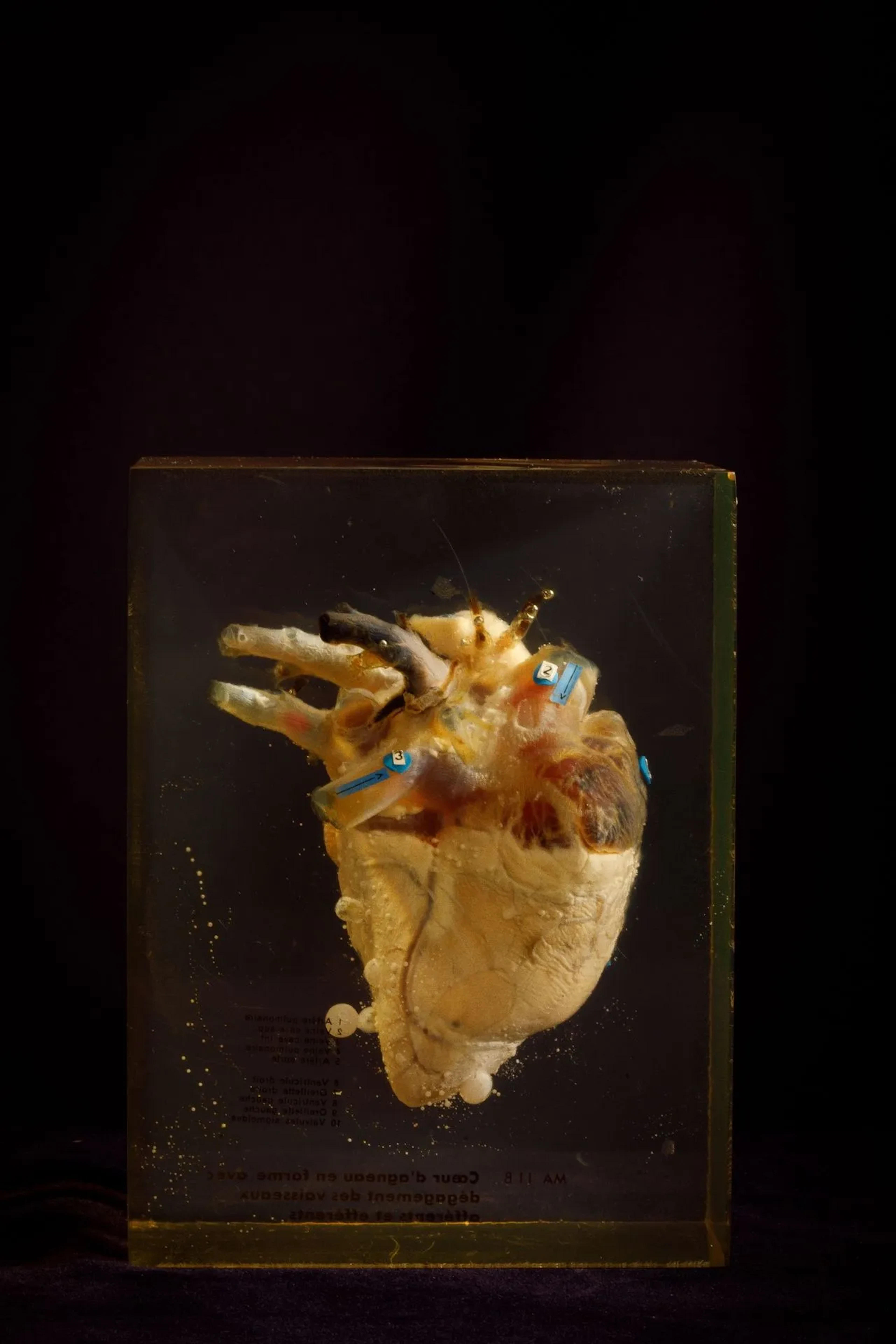 [ARTIFICIALIA] - Lot 231