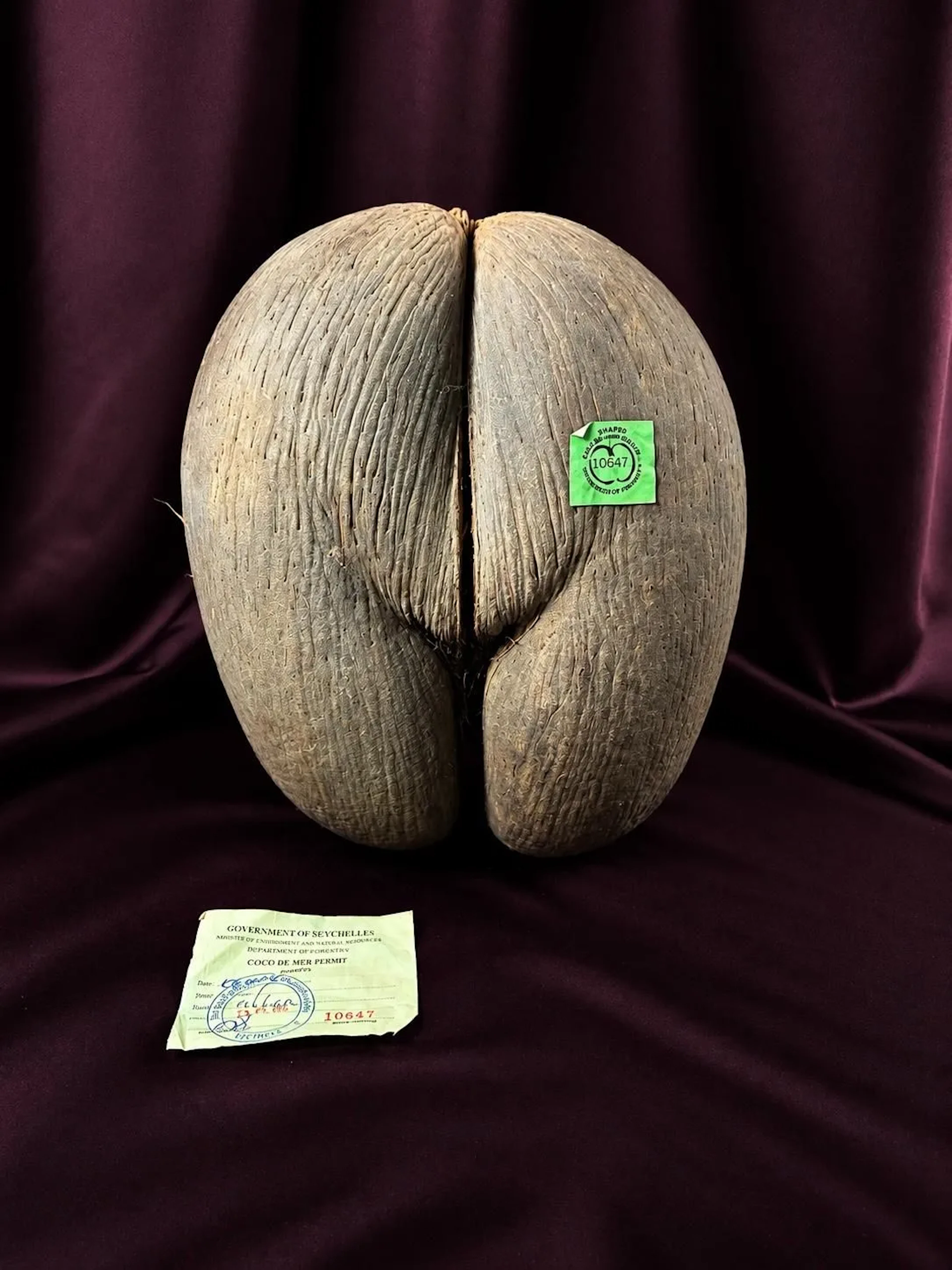 [NATURALIA] - Lot 4