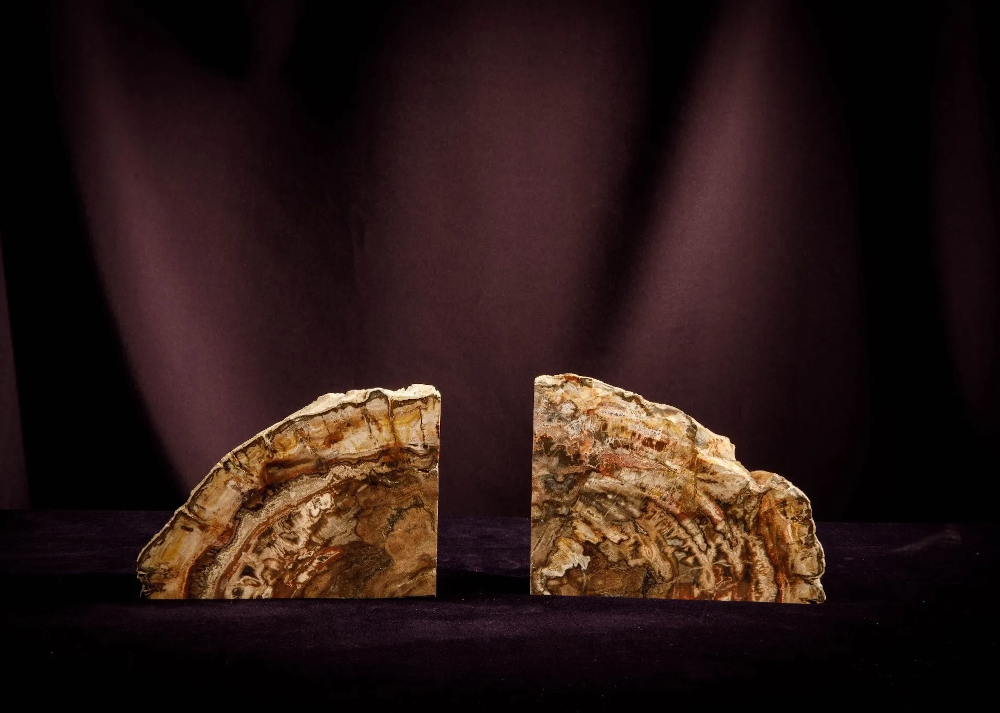 [NATURALIA] - Lot 1