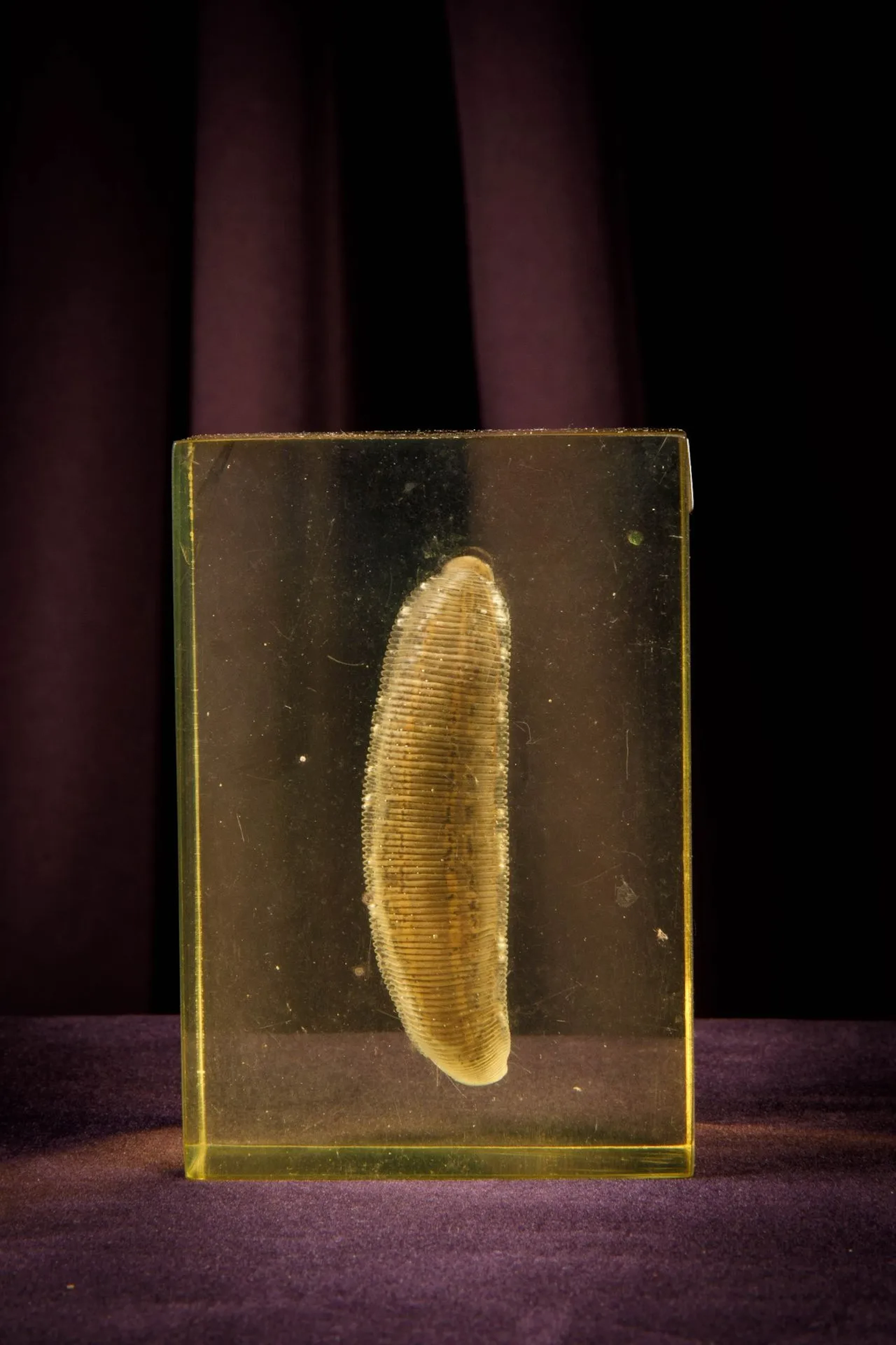 [ARTIFICIALIA] - Lot 133
