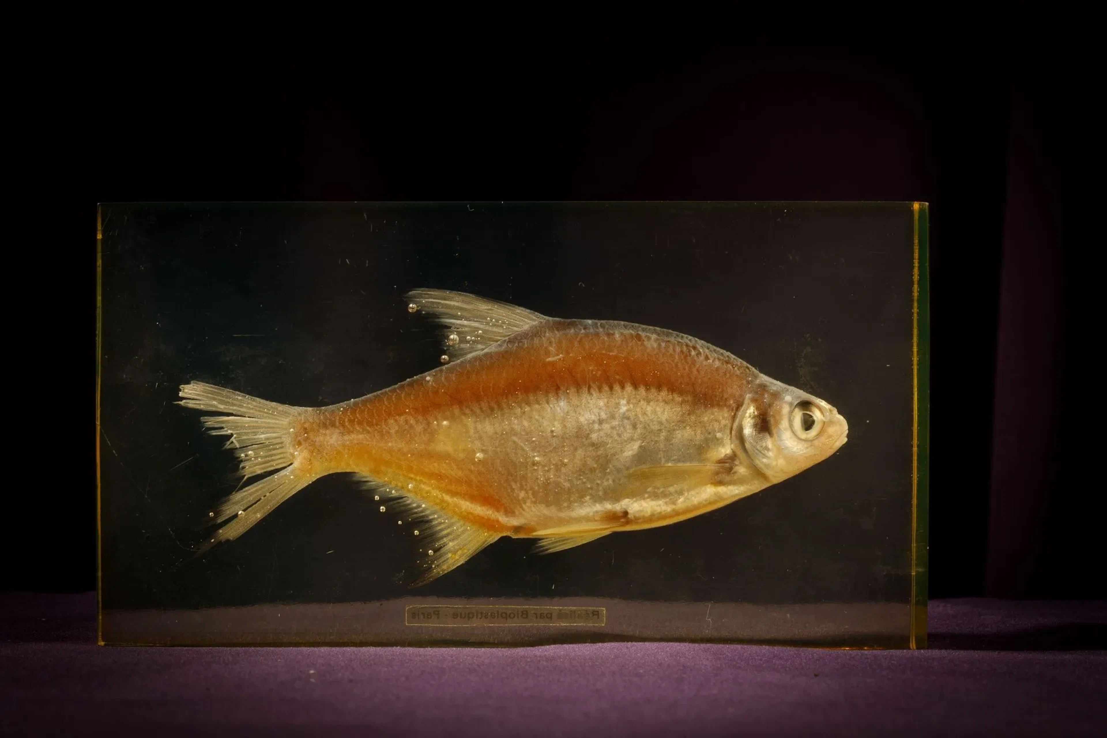 [ARTIFICIALIA] - Lot 146