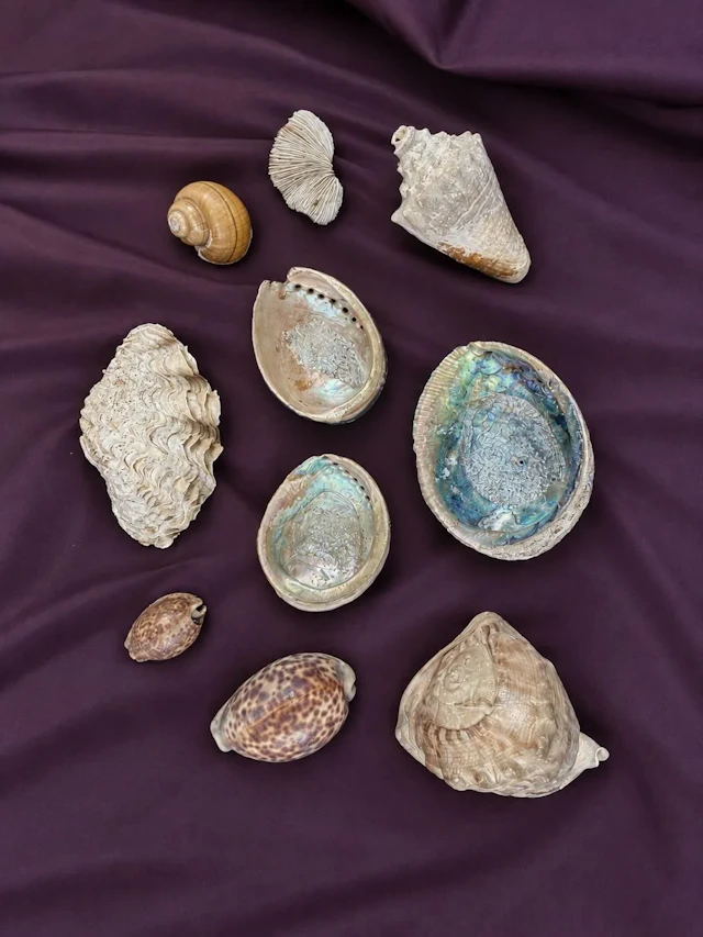 [NATURALIA] - Lot 7