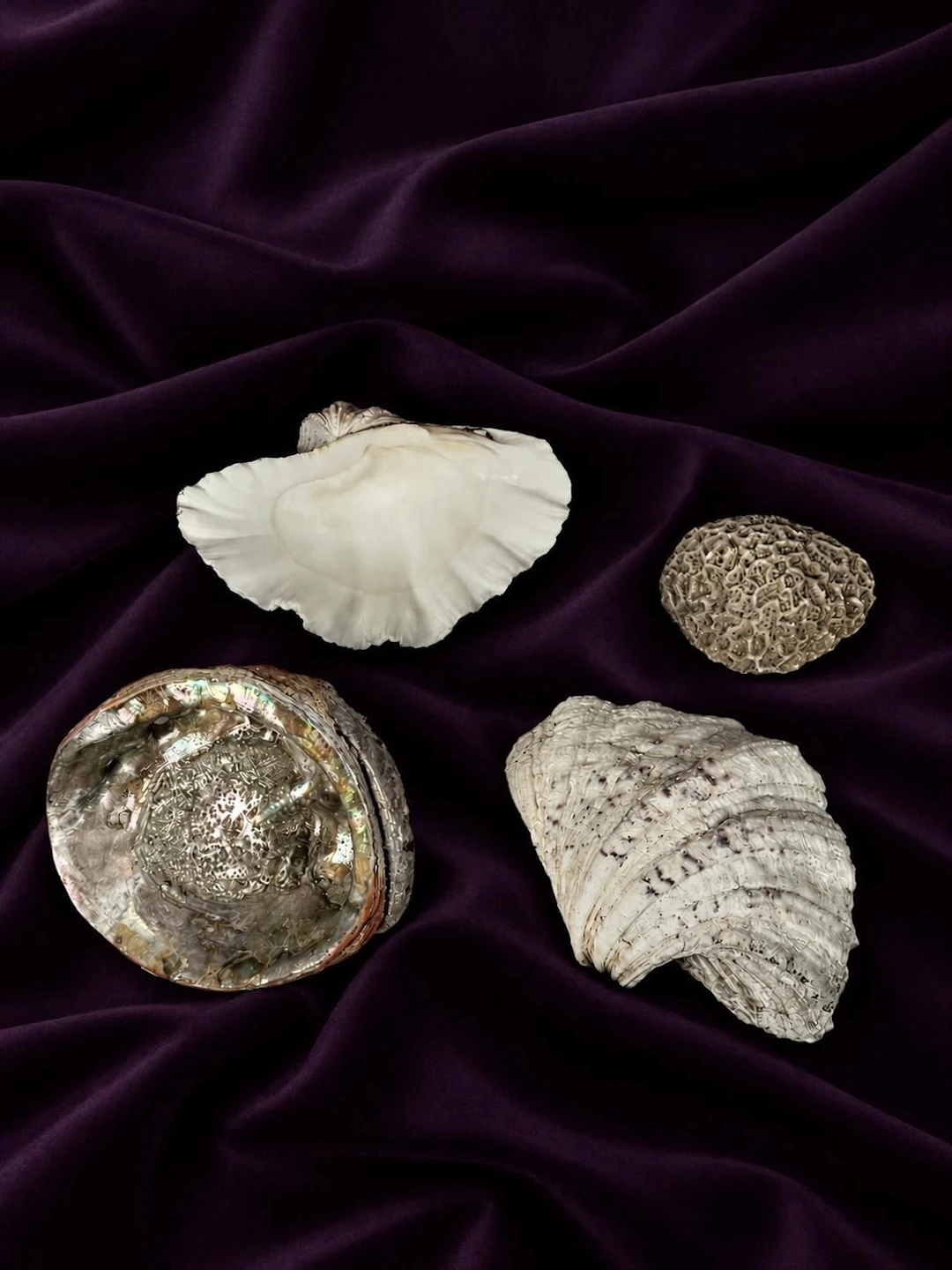 [NATURALIA] - Lot 6