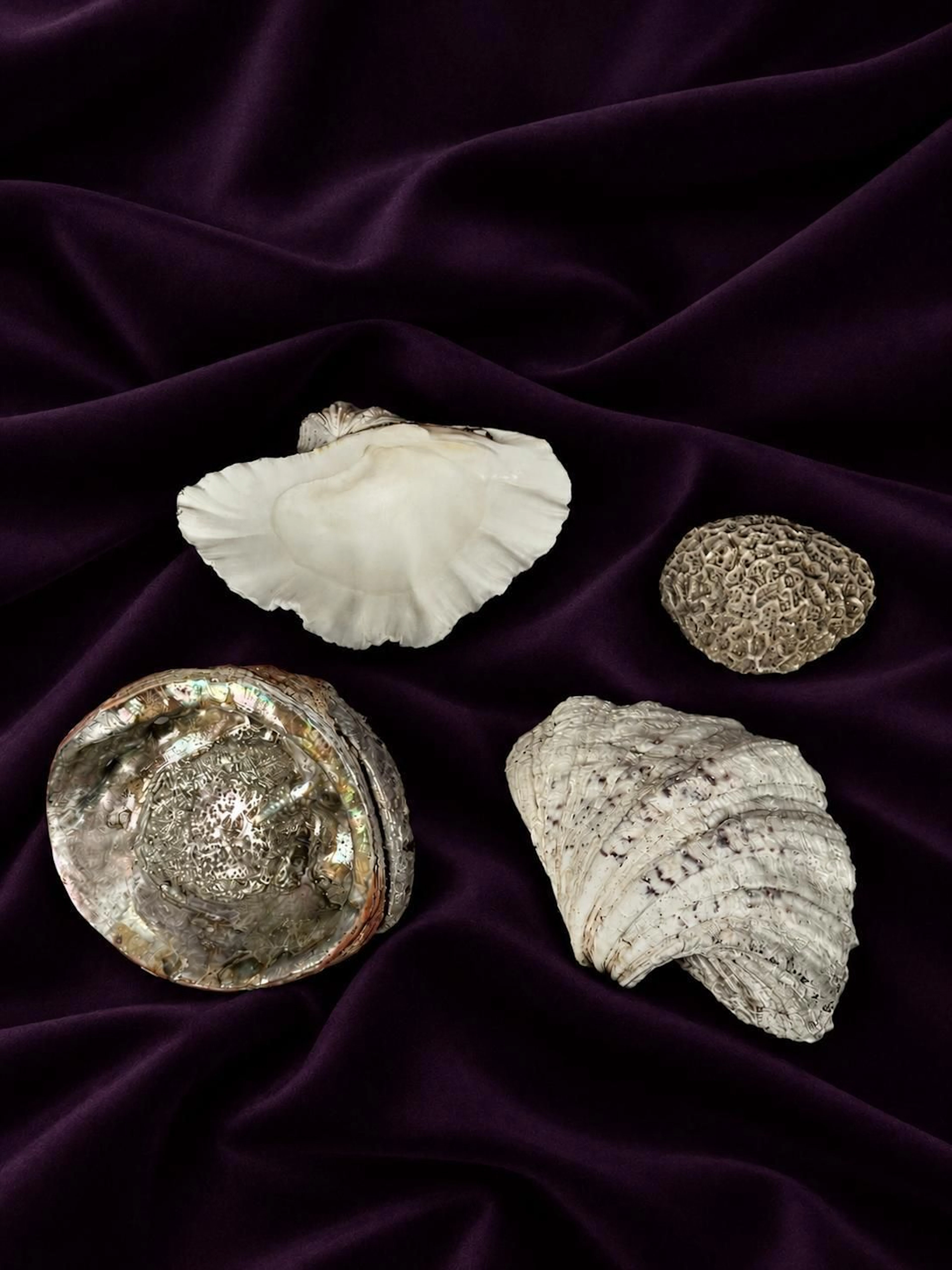 [NATURALIA] - Lot 6