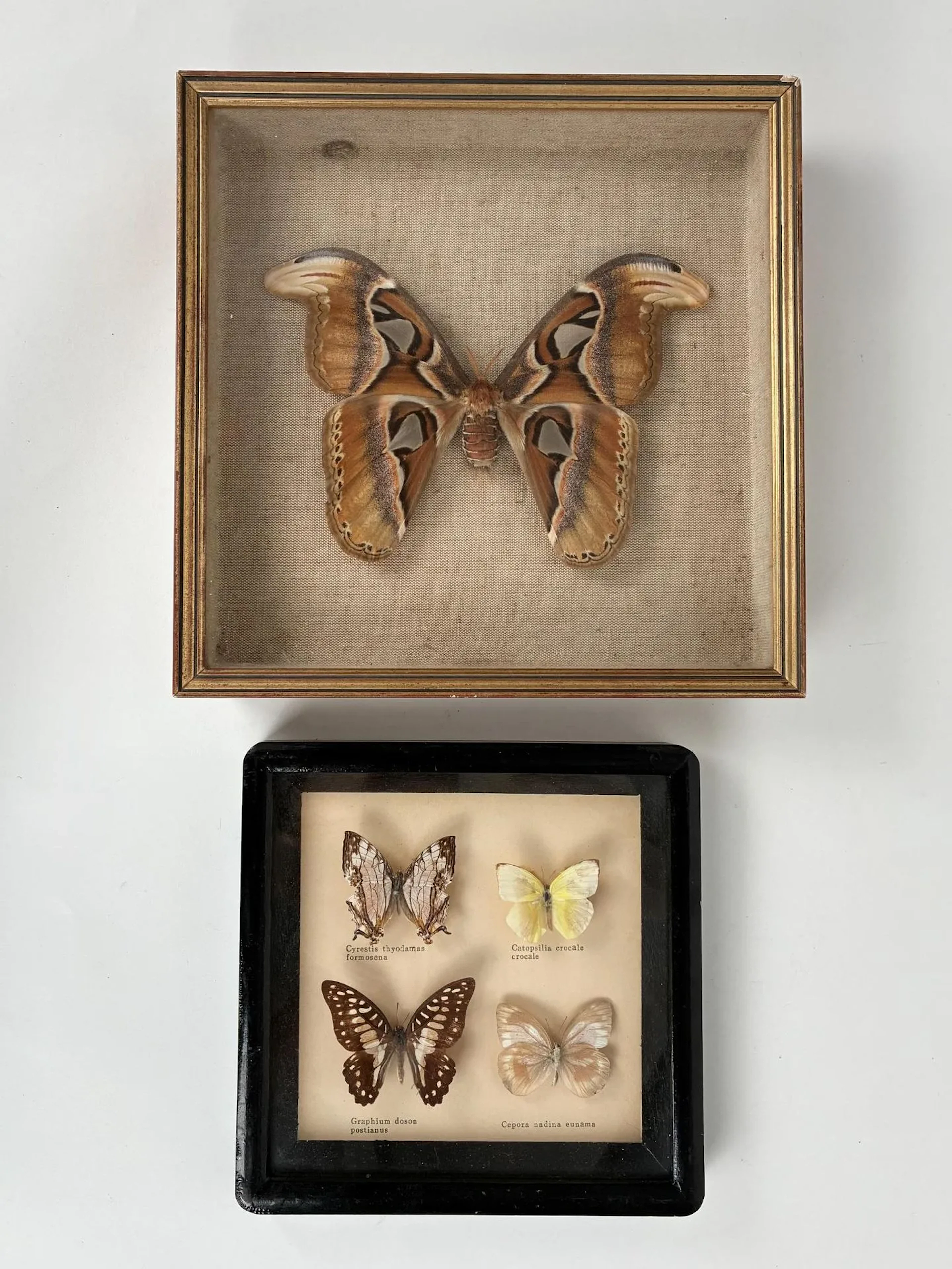 NATURALIA - Lot 171