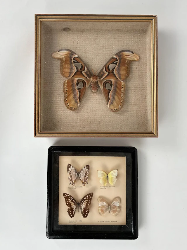 NATURALIA - Lot 171