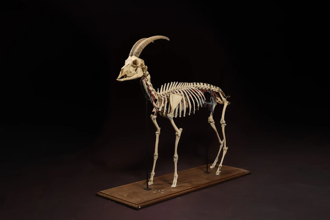 [NATURALIA] - [ARTIFICIALIA] - Lot 15