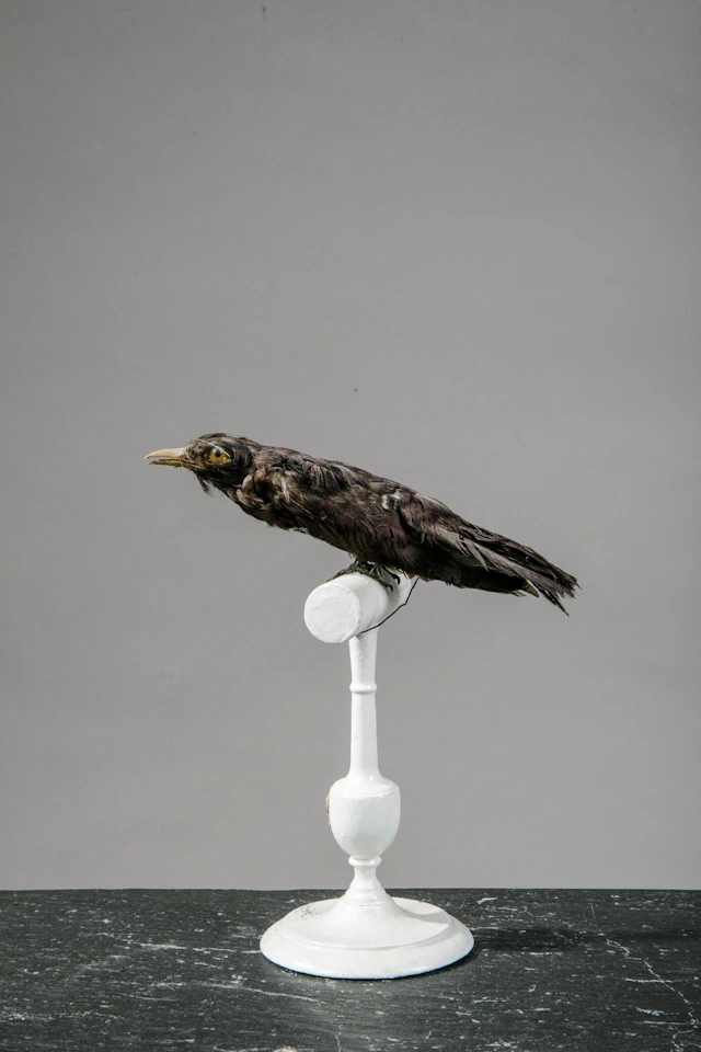 [NATURALIA] - Lot 101