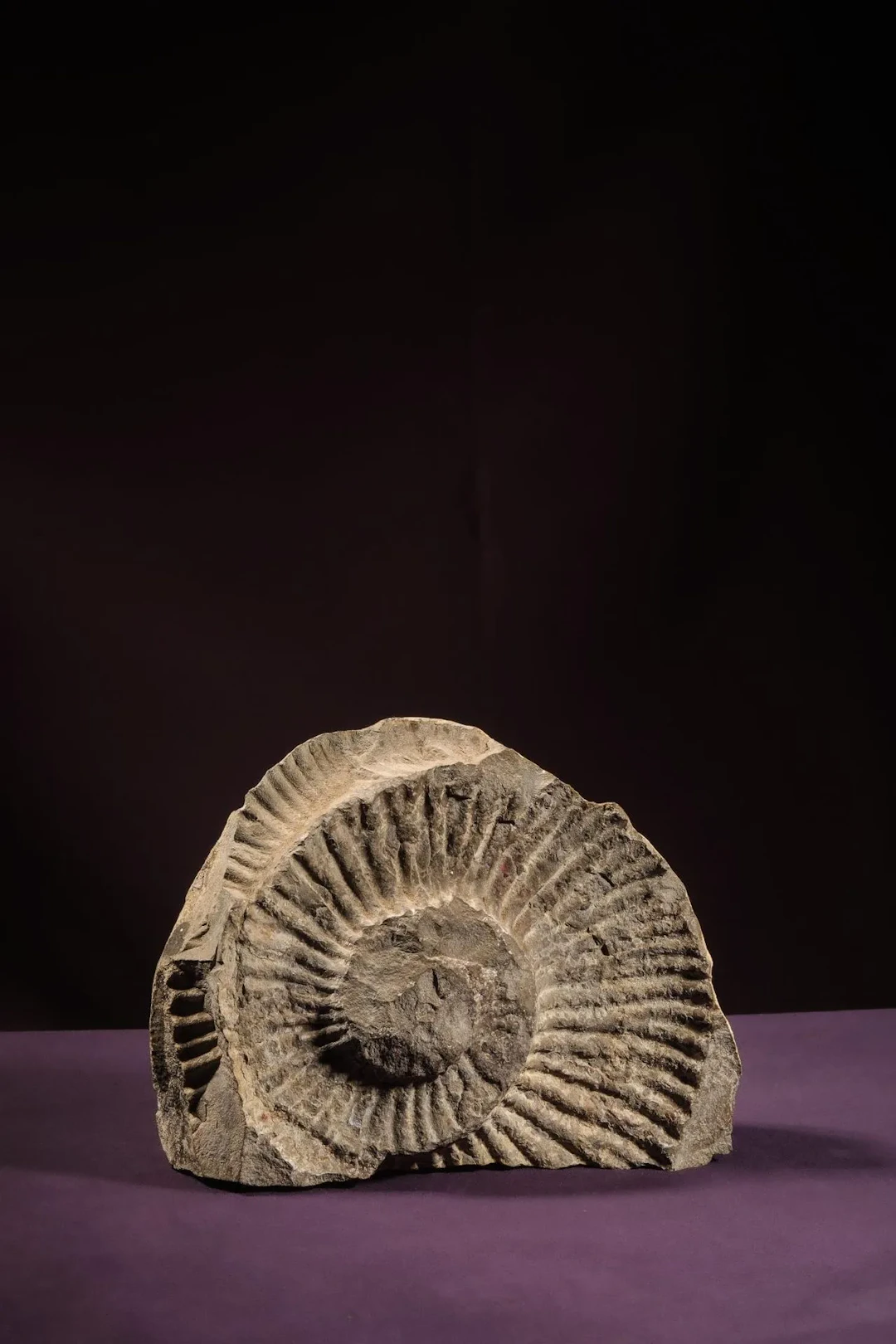 [NATURALIA] - Lot 11