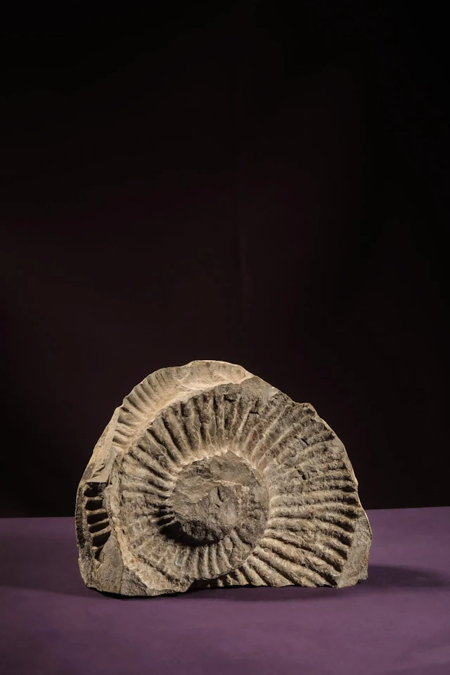 [NATURALIA] - Lot 11