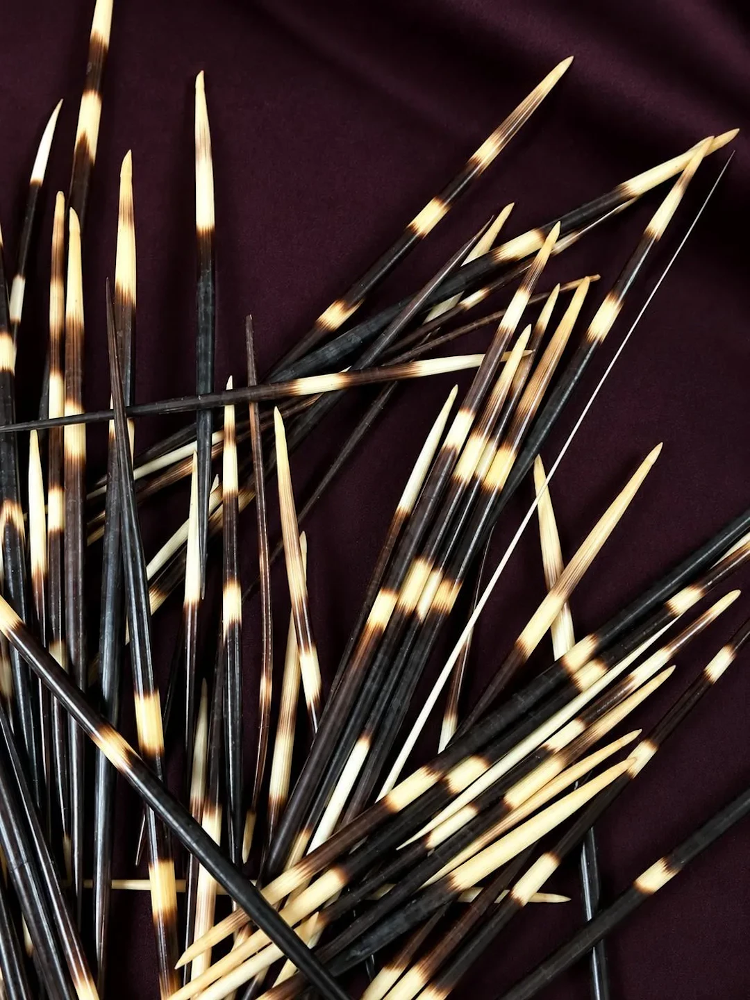 [NATURALIA] - Lot 18