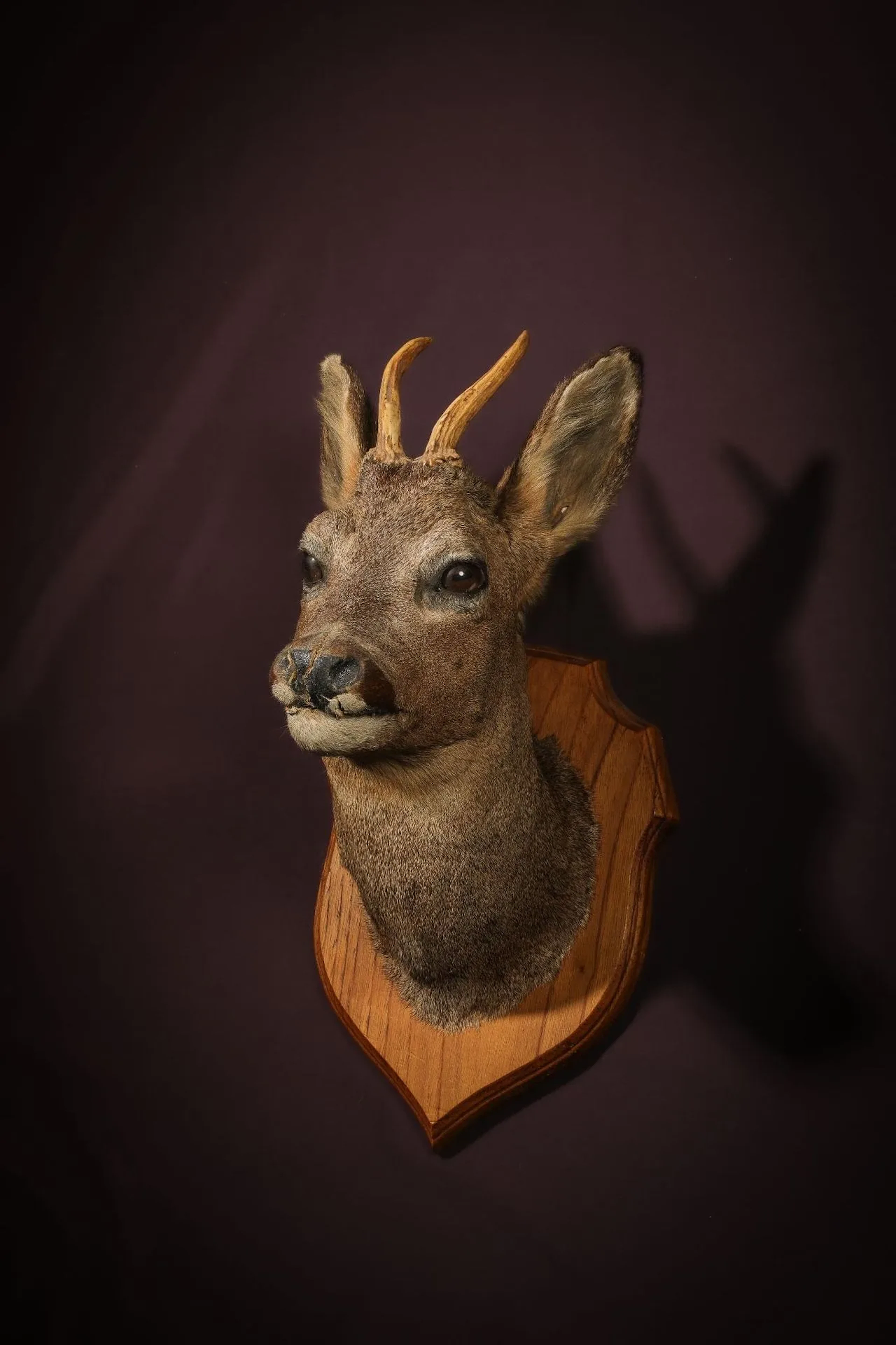 [NATURALIA] - Lot 15