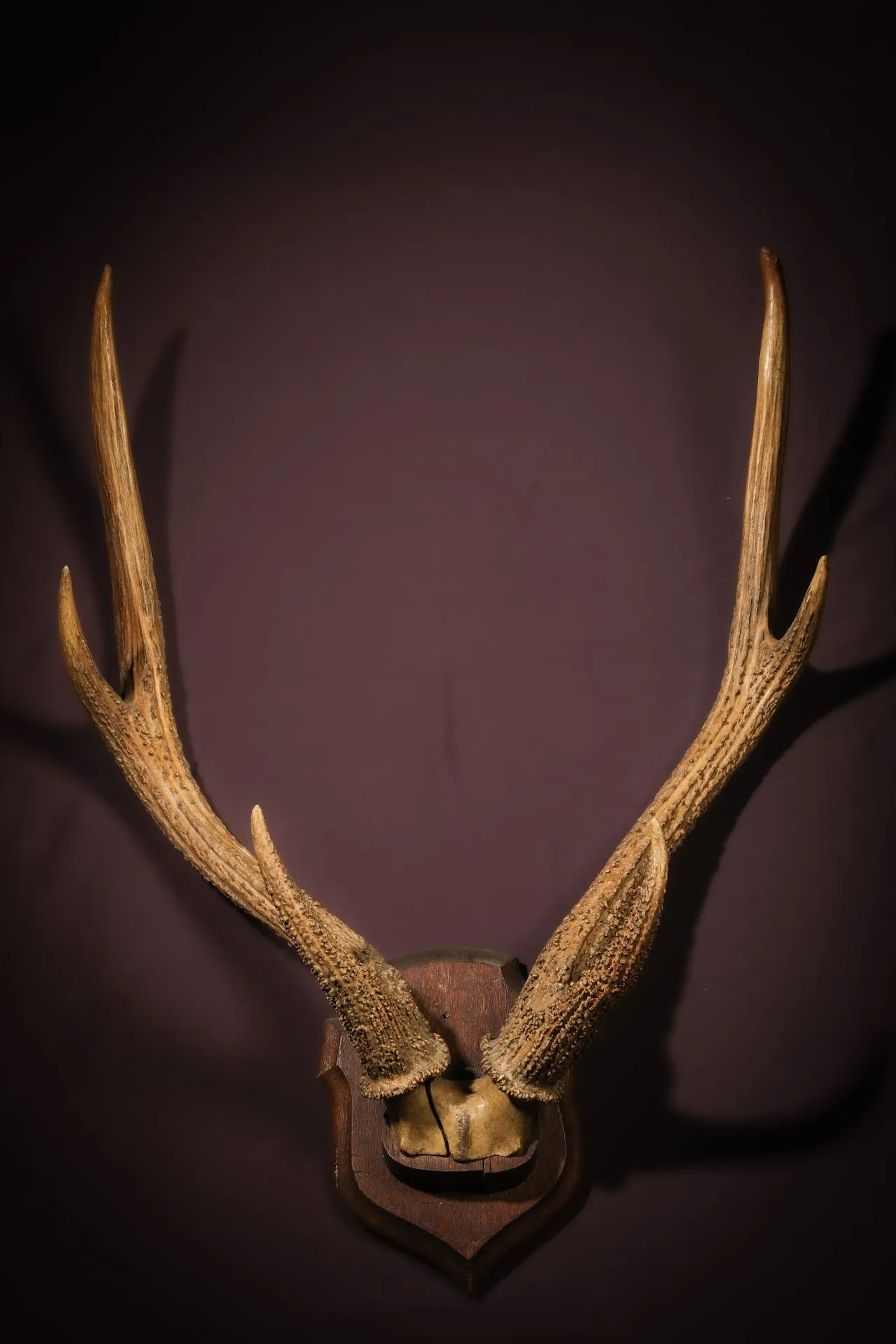 [NATURALIA] - Lot 14