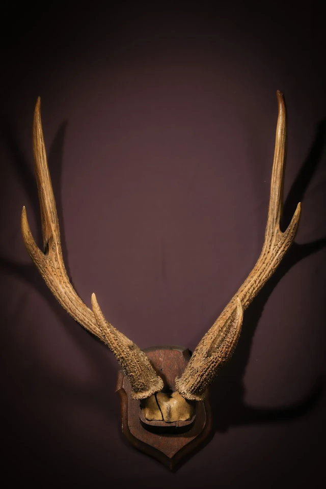 [NATURALIA] - Lot 14