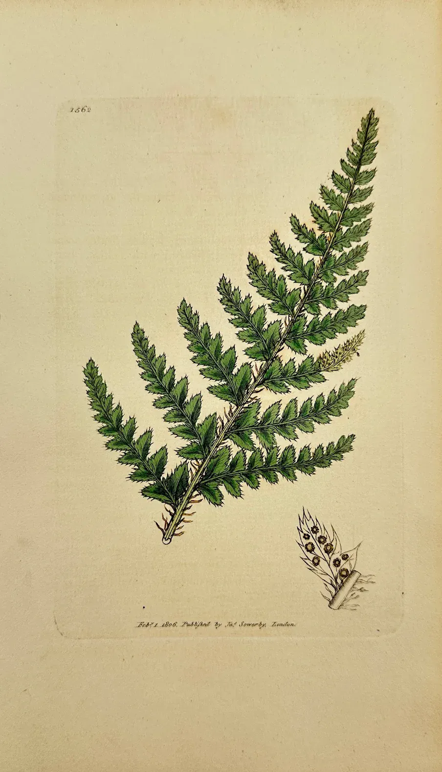 Antique Print - Sowerby - Aspidium Aculeatum - Common Prickly Shield ...