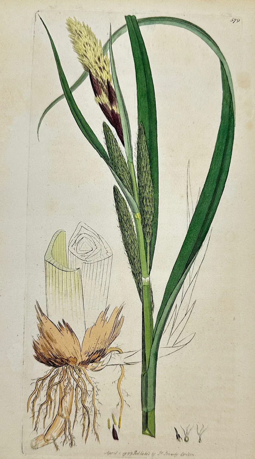 Craex Riparia Antique Print - James Sowerby - Carex Riparia - Greater Pond Sedge - F1 ...