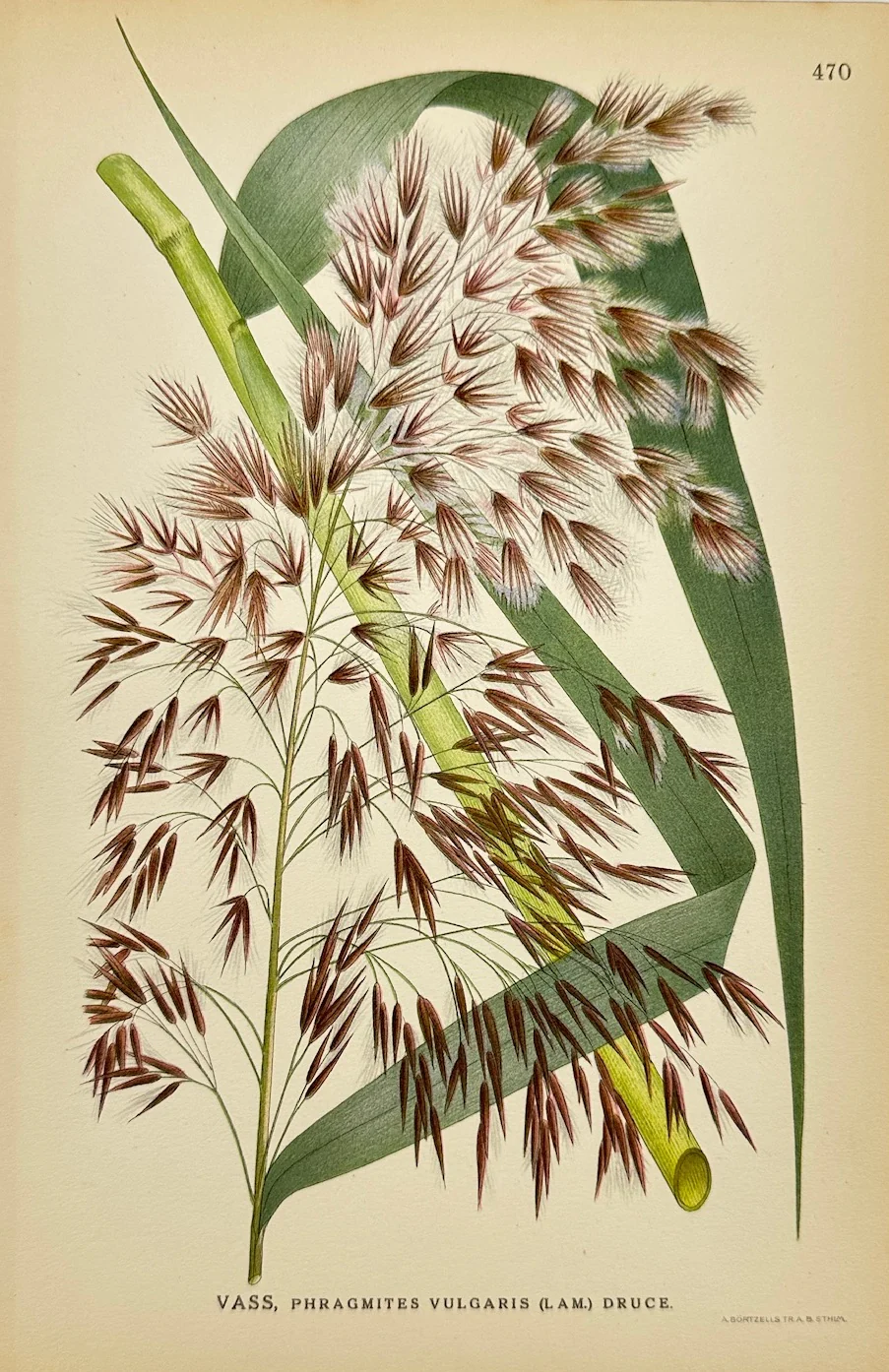 Antique Botanical Print - Carl Lindman - Common Reed - Phragmites ...