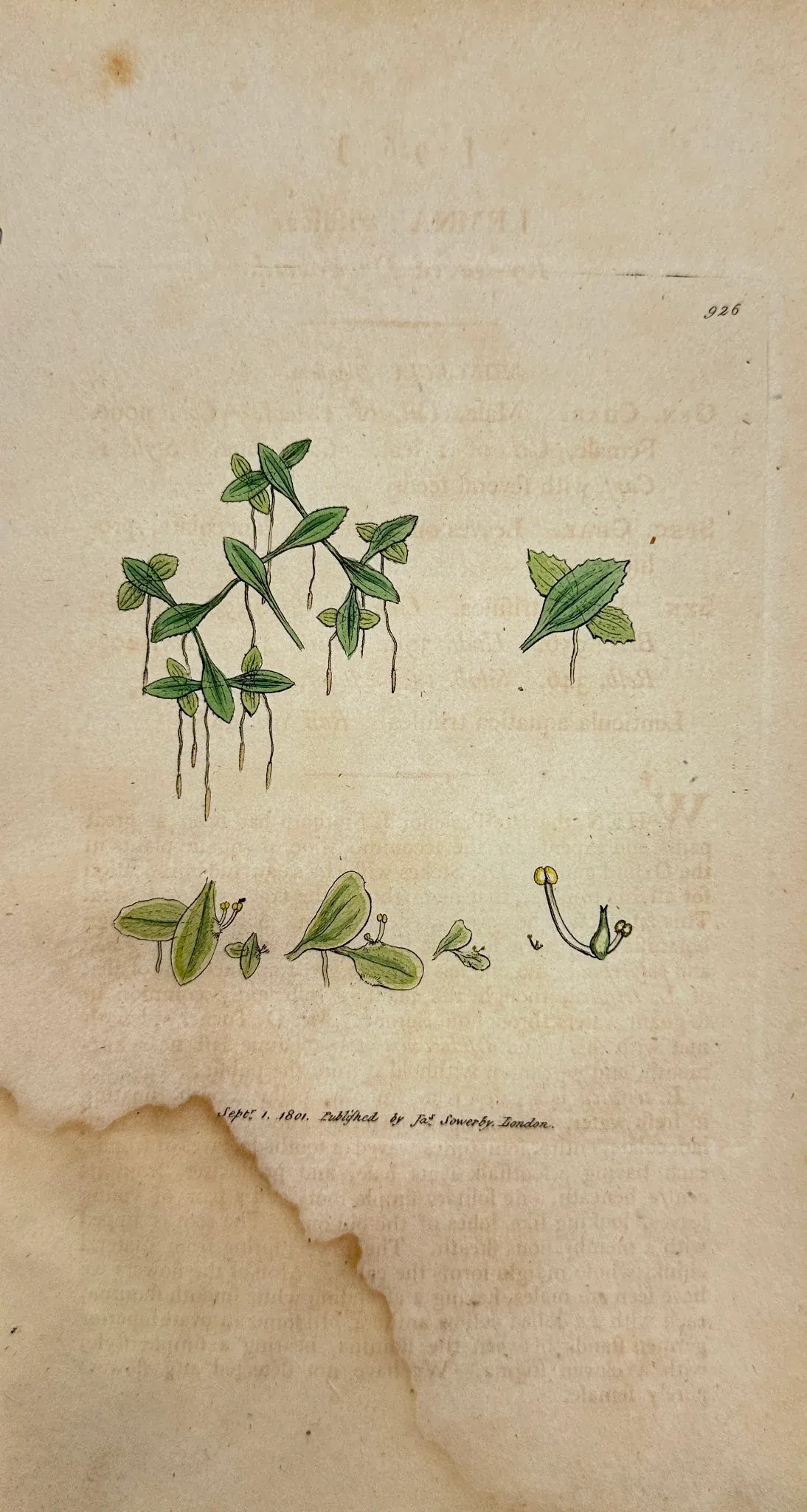 Antique Print - James Sowerby - Lemna Trifulca - Ivy-leaved Duck-weed ...