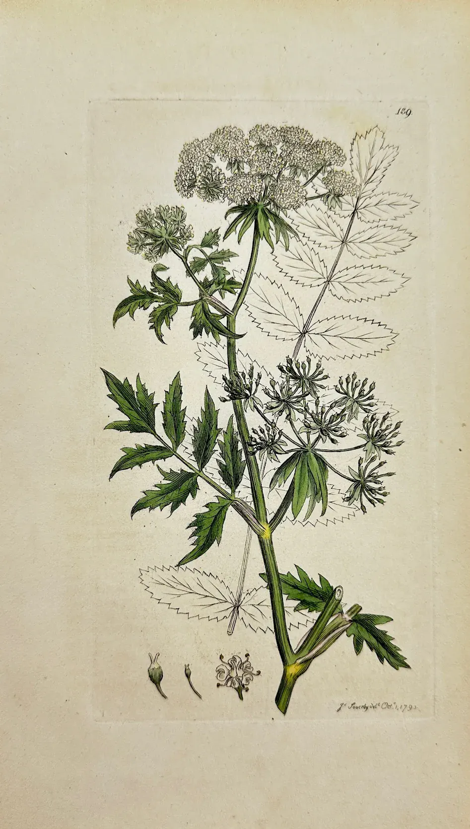 Antique Print - Sowerby - Sium Angustifolium - Narrow-leaved Water ...
